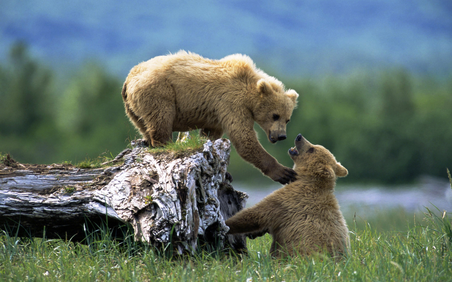 PCデスクトップに動物, クマ画像を無料でダウンロード