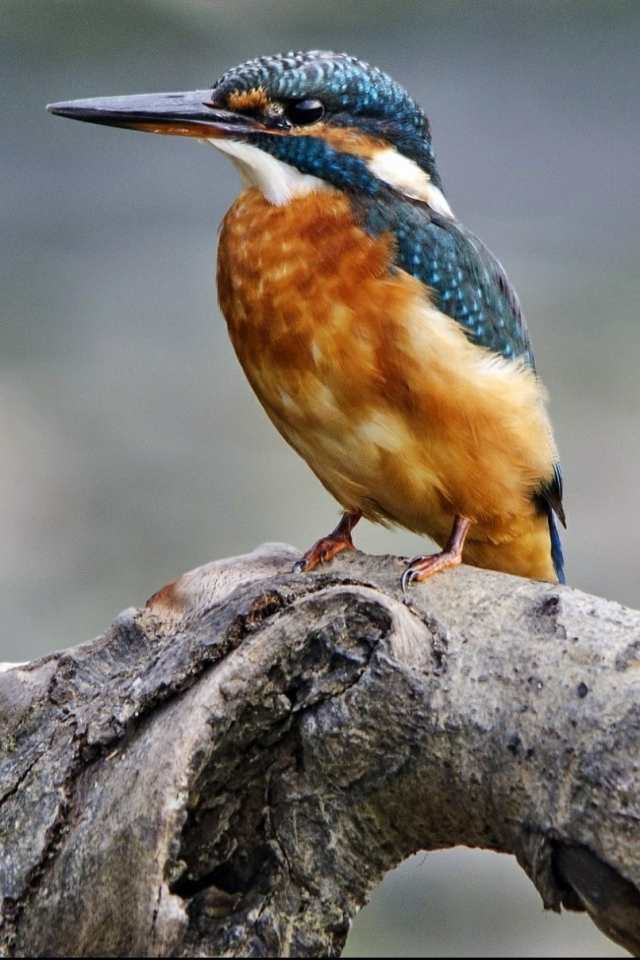 Download mobile wallpaper Birds, Animal, Kingfisher for free.