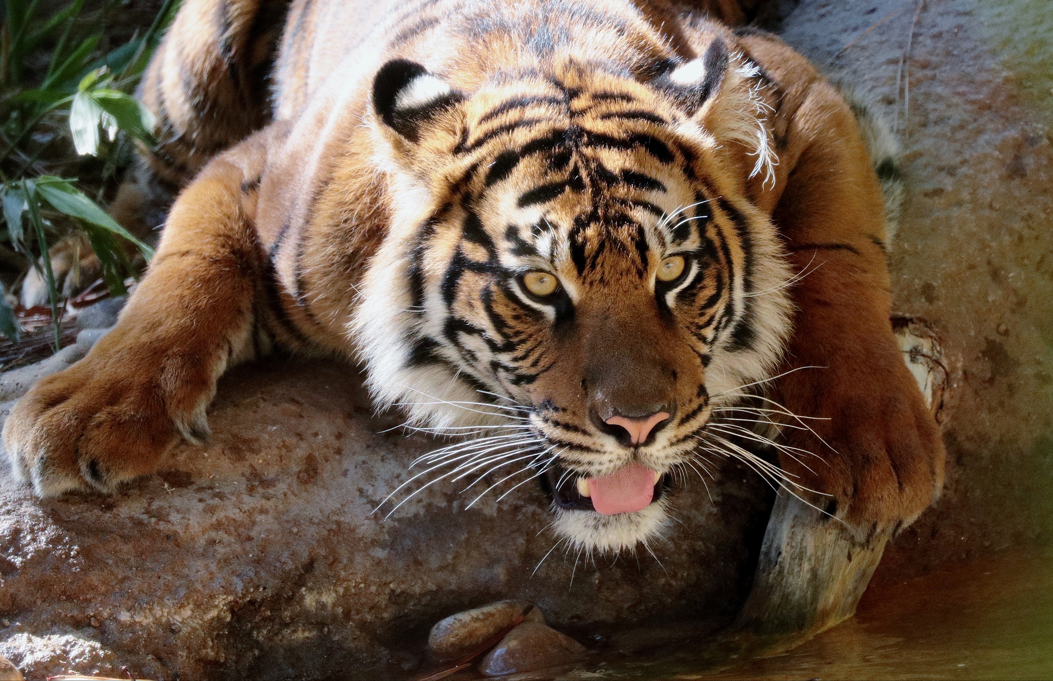 Téléchargez des papiers peints mobile Animaux, Chats, Tigre gratuitement.