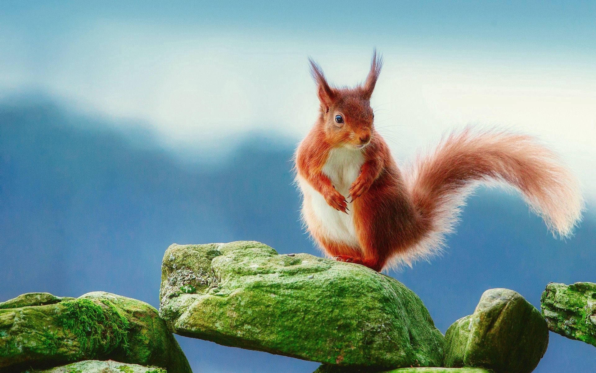 Free download wallpaper Animals, Moss, Stones, Squirrel on your PC desktop