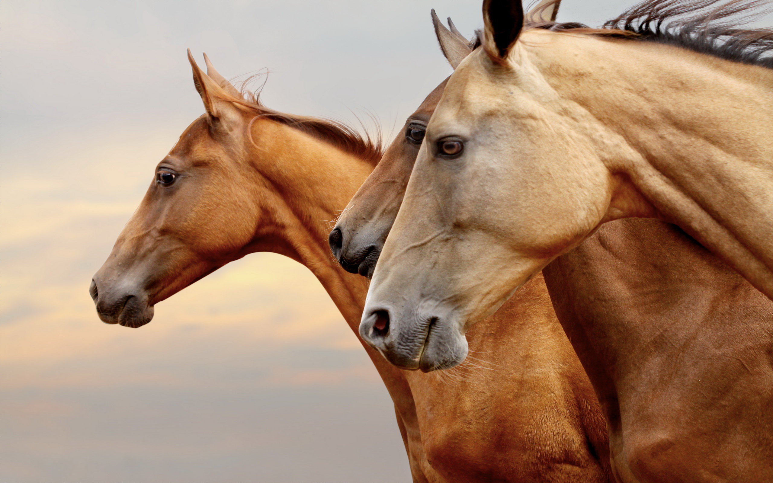 Download mobile wallpaper Animal, Horse for free.