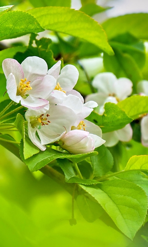 Descarga gratuita de fondo de pantalla para móvil de Flores, Flor, Florecer, Rama, Tierra, Flor Blanca, Tierra/naturaleza.