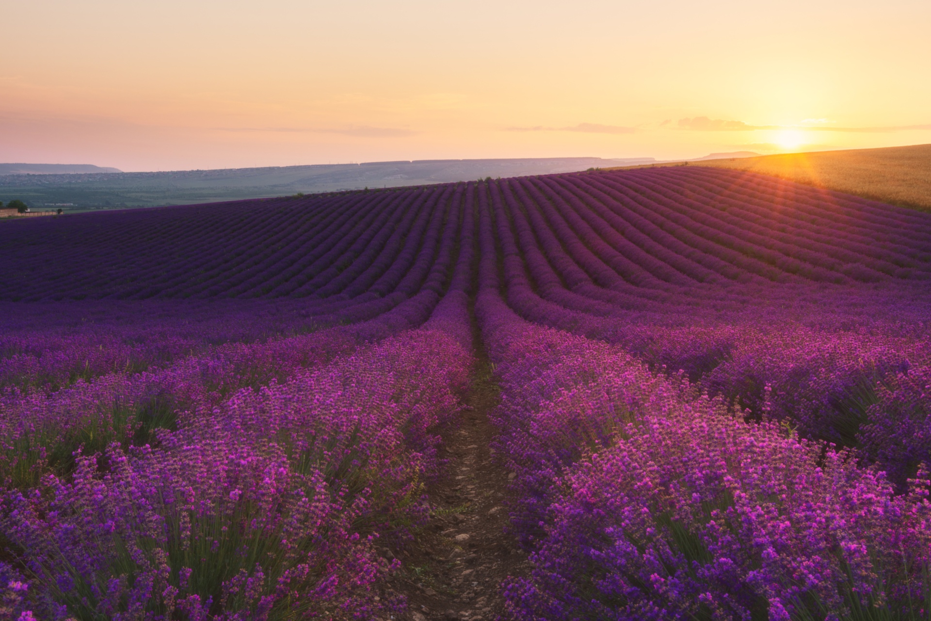 Laden Sie das Blumen, Blume, Sonnenaufgang, Feld, Dämmerung, Lavendel, Lila Blume, Erde/natur-Bild kostenlos auf Ihren PC-Desktop herunter