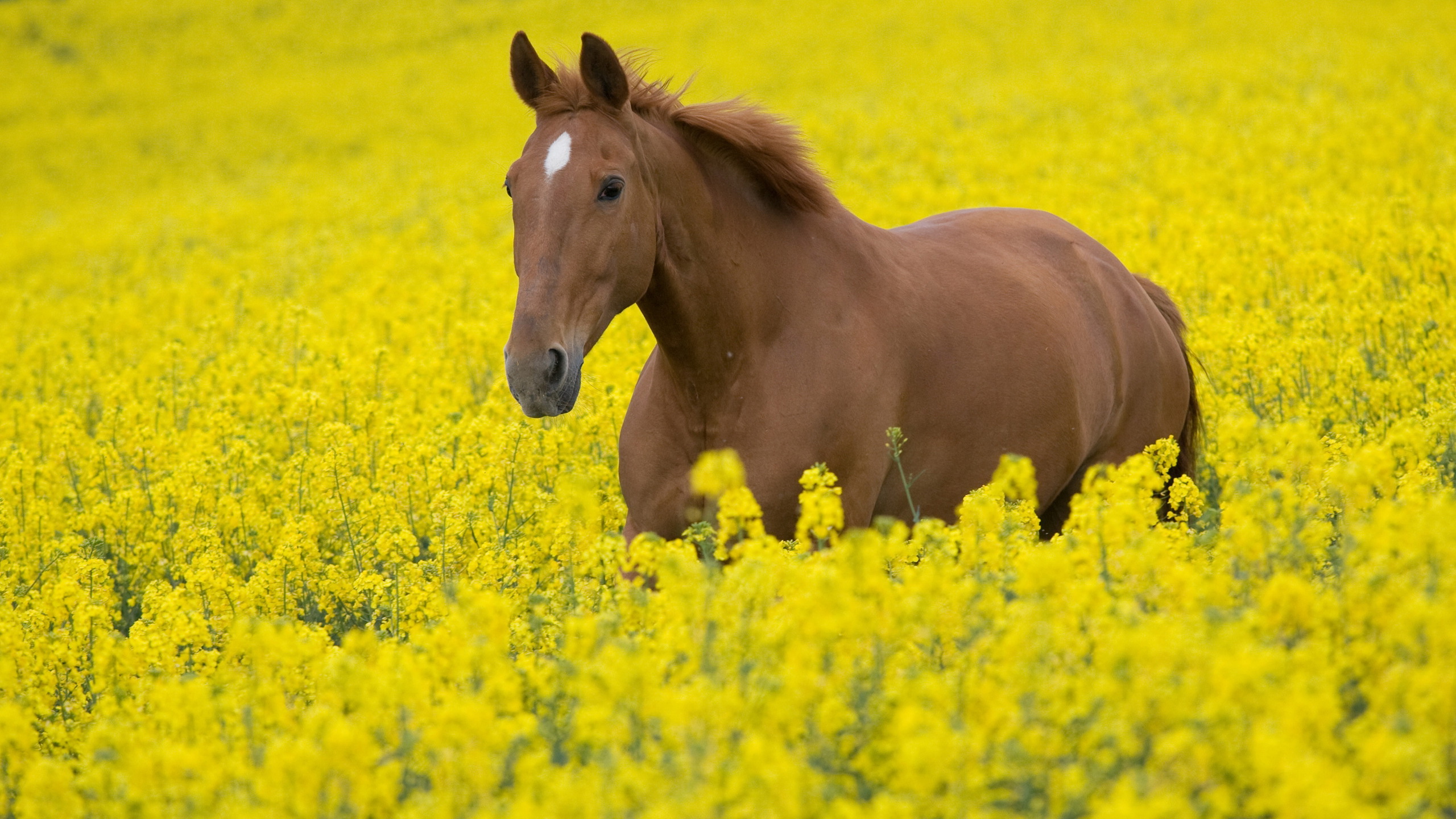 Handy-Wallpaper Tiere, Hauspferd kostenlos herunterladen.