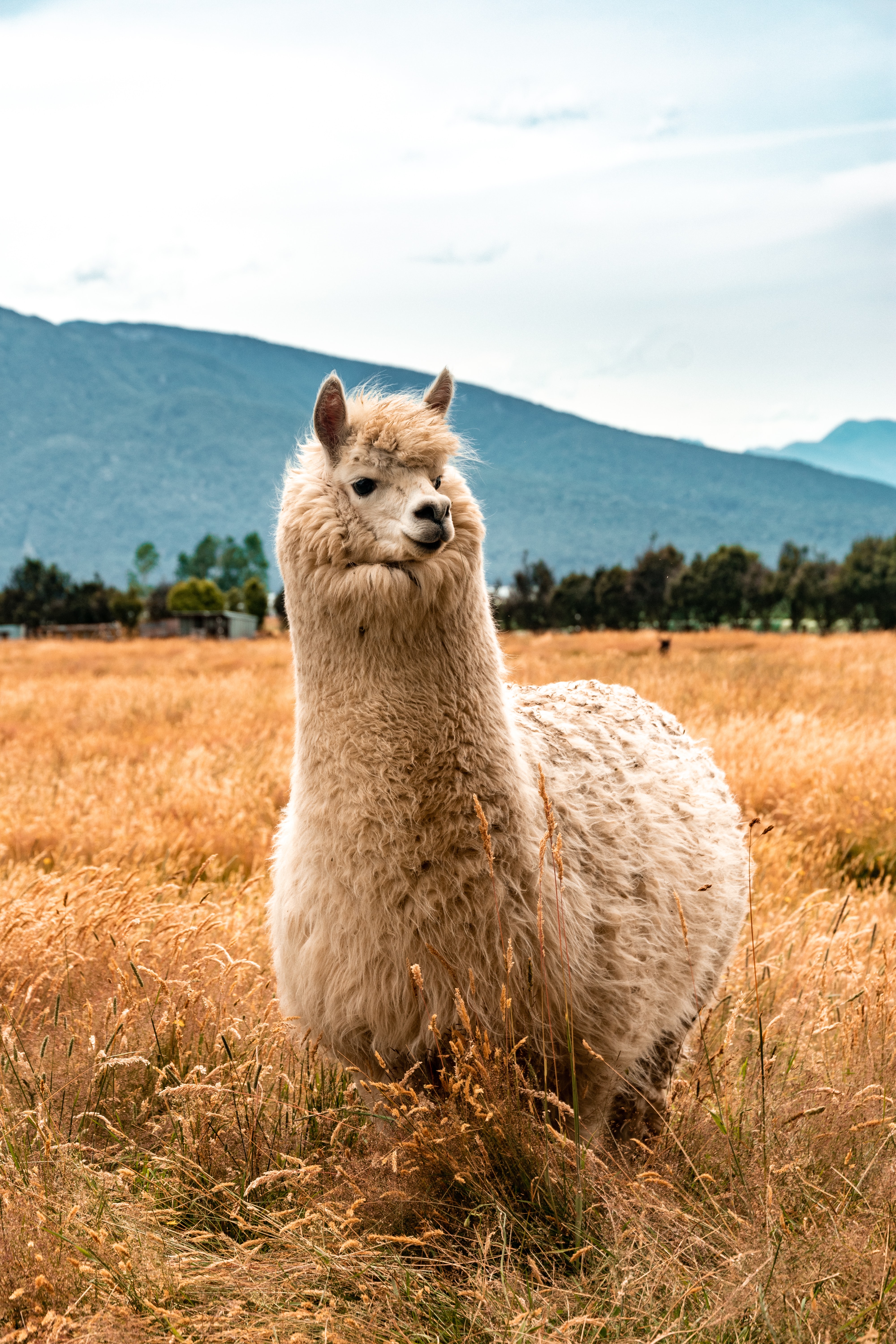 lama, animals, fluffy, animal, hill, llama