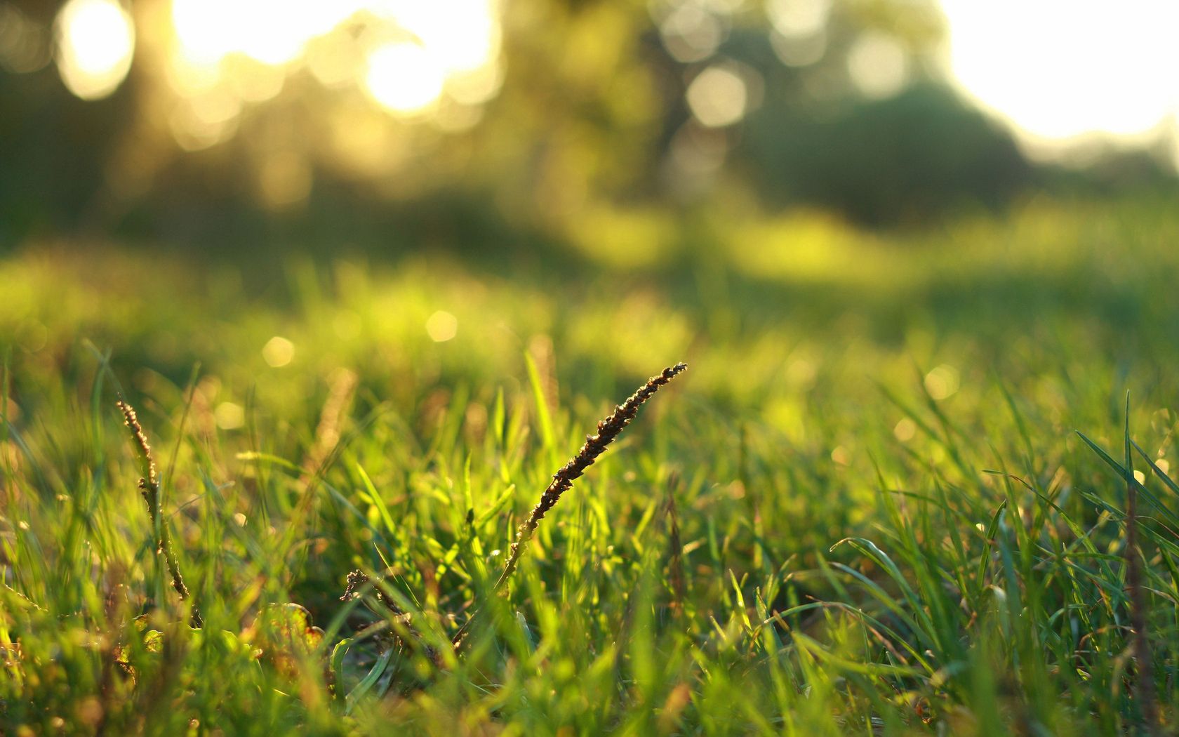 Download mobile wallpaper Grass, Macro, Dew, Shine, Light for free.