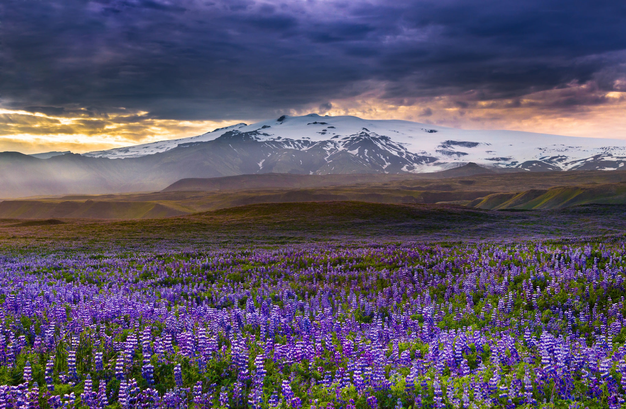 Download mobile wallpaper Landscape, Nature, Mountain, Flower, Earth, Cloud, Lupine, Purple Flower for free.