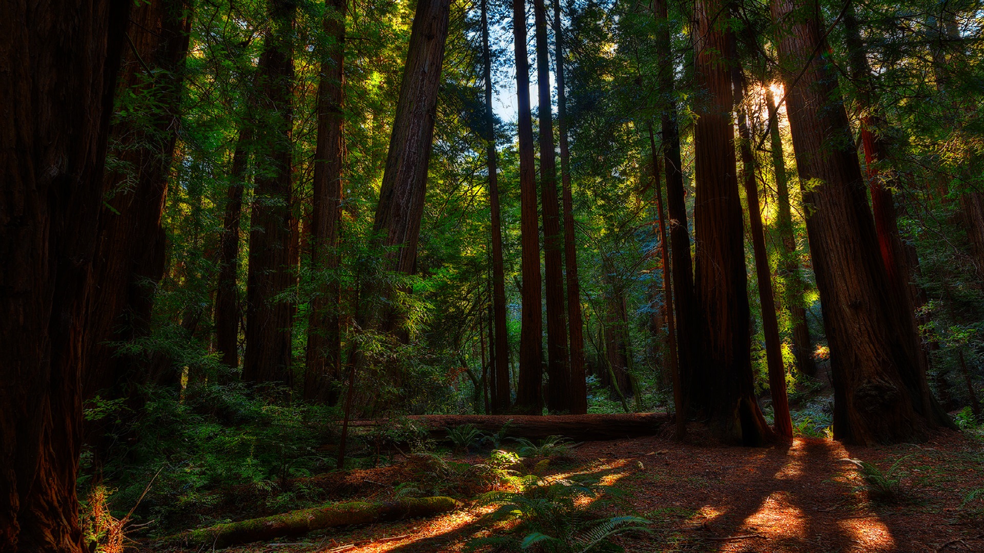 Téléchargez gratuitement l'image Forêt, Arbre, Séquoia, Terre/nature sur le bureau de votre PC