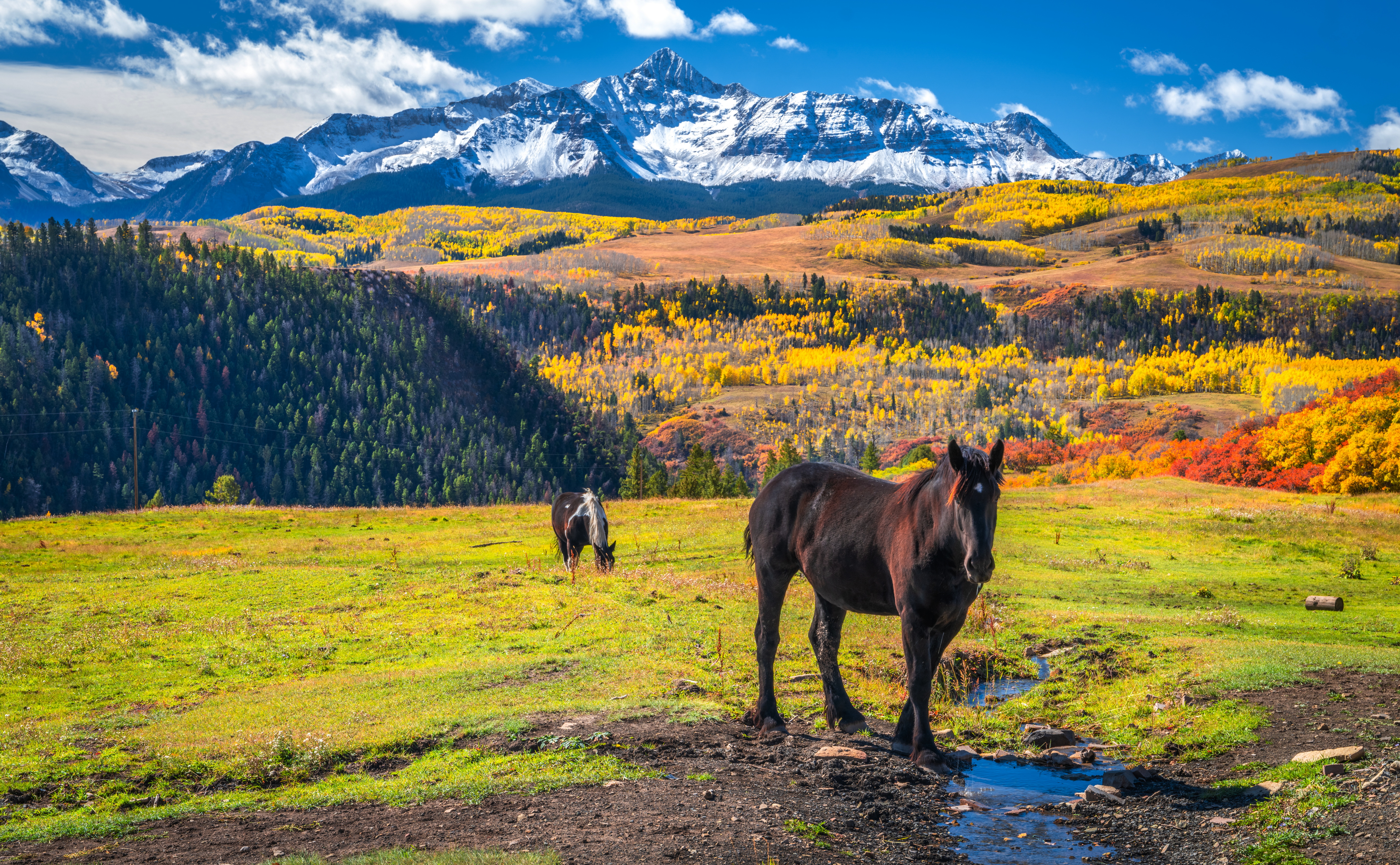 Handy-Wallpaper Tiere, Landschaft, Hauspferd kostenlos herunterladen.