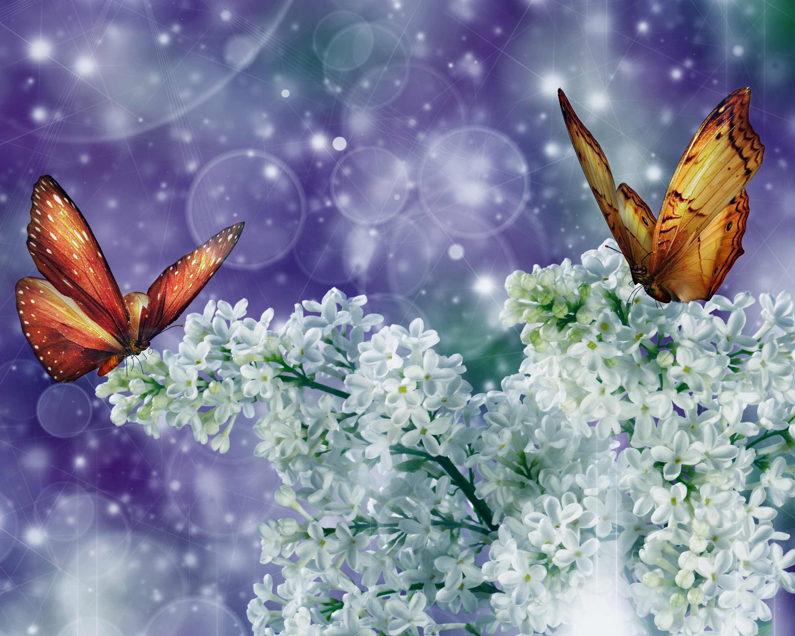 Free download wallpaper Insects, Butterflies, Pictures on your PC desktop