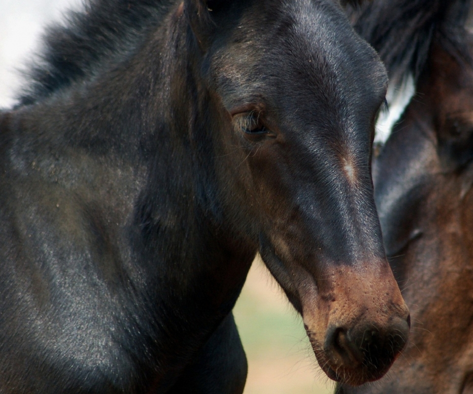 Baixe gratuitamente a imagem Animais, Cavalo na área de trabalho do seu PC