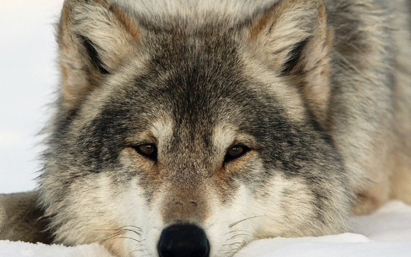 Descarga gratuita de fondo de pantalla para móvil de Animales, De Cerca, Lobo, Cara, Wolves.