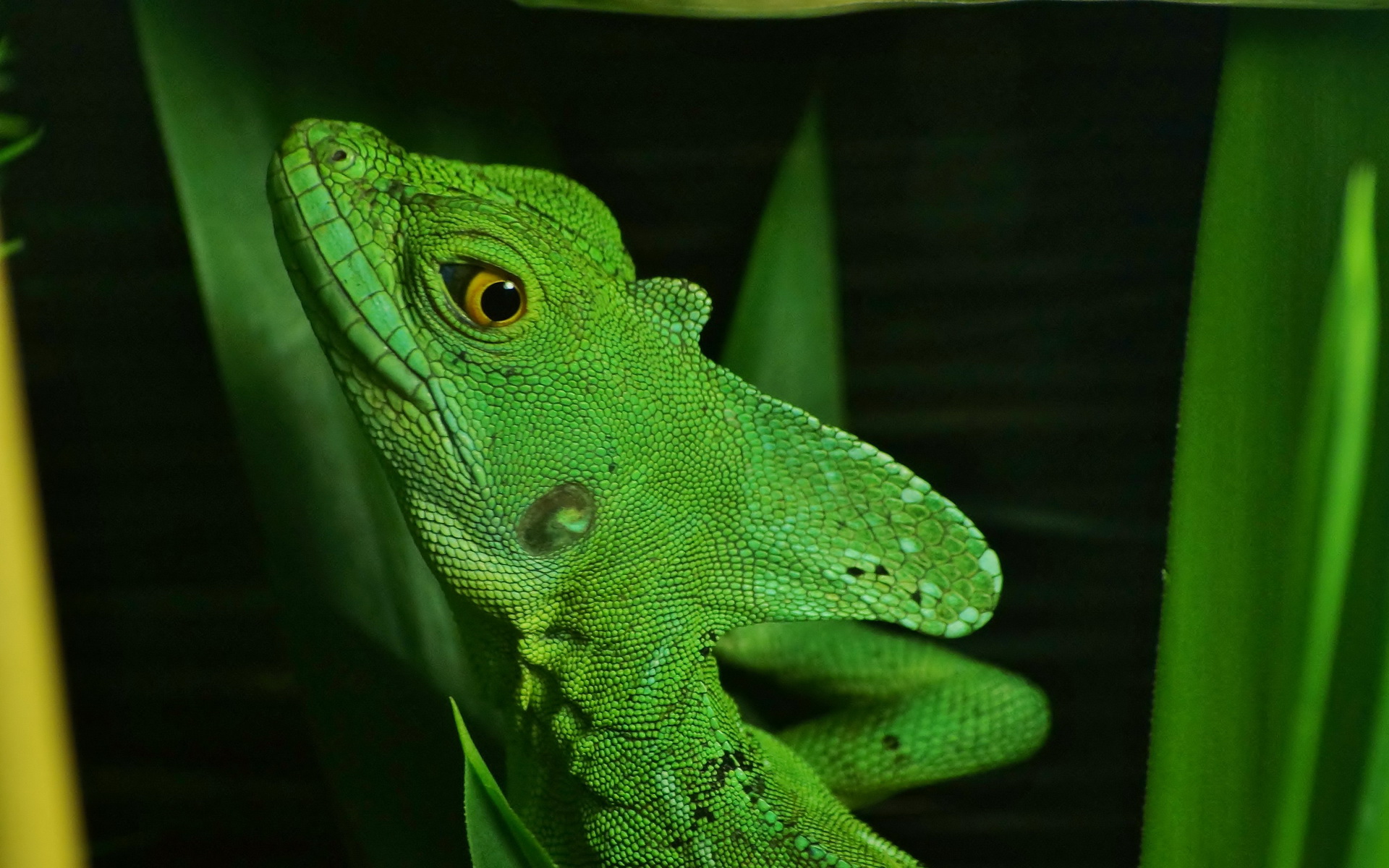 Free download wallpaper Animal, Basilisk, Lizard, Reptiles on your PC desktop