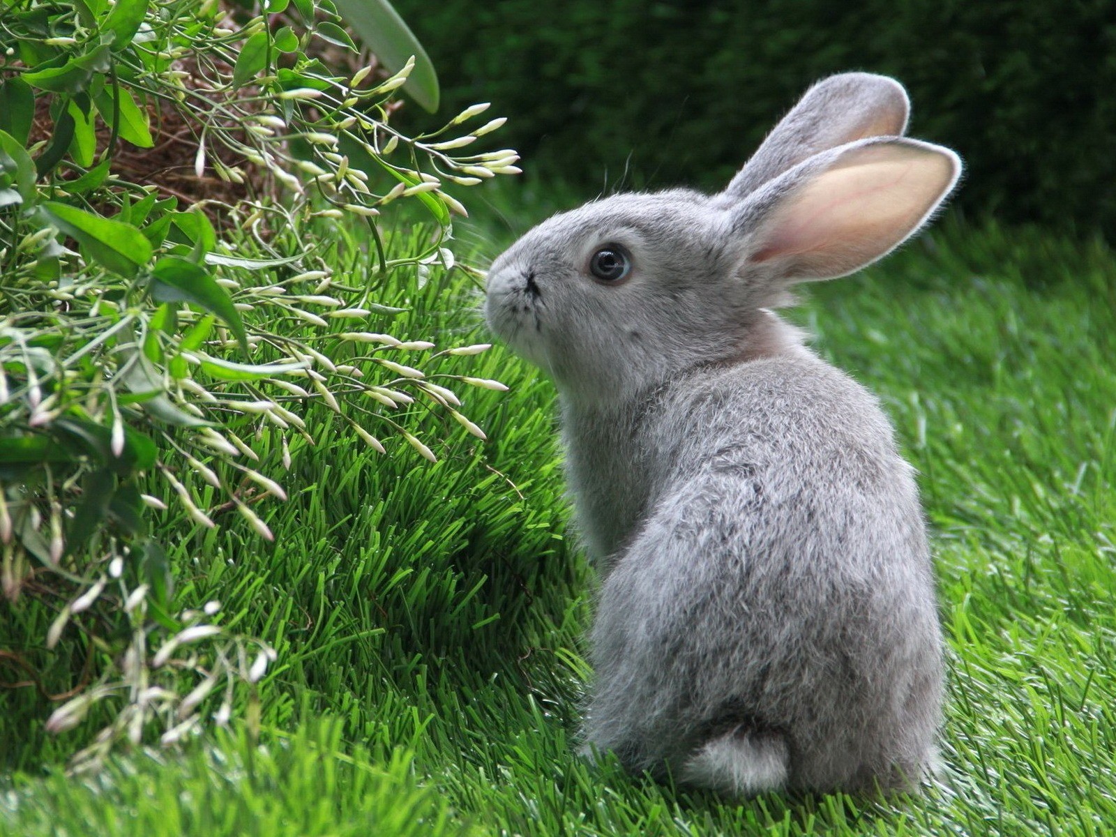 Téléchargez des papiers peints mobile Animaux, Lapin gratuitement.