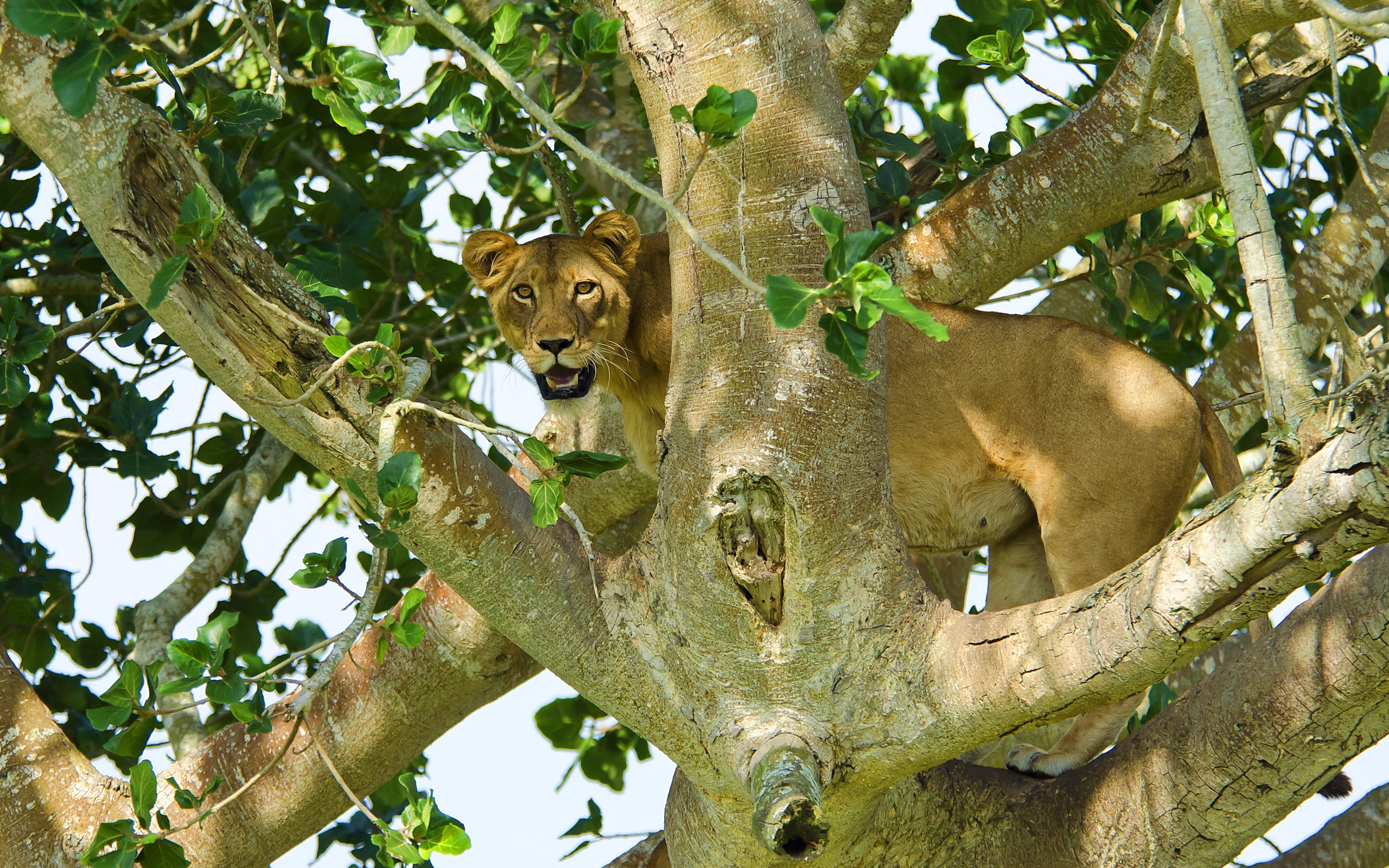 Téléchargez gratuitement l'image Animaux, Chats, Lion sur le bureau de votre PC