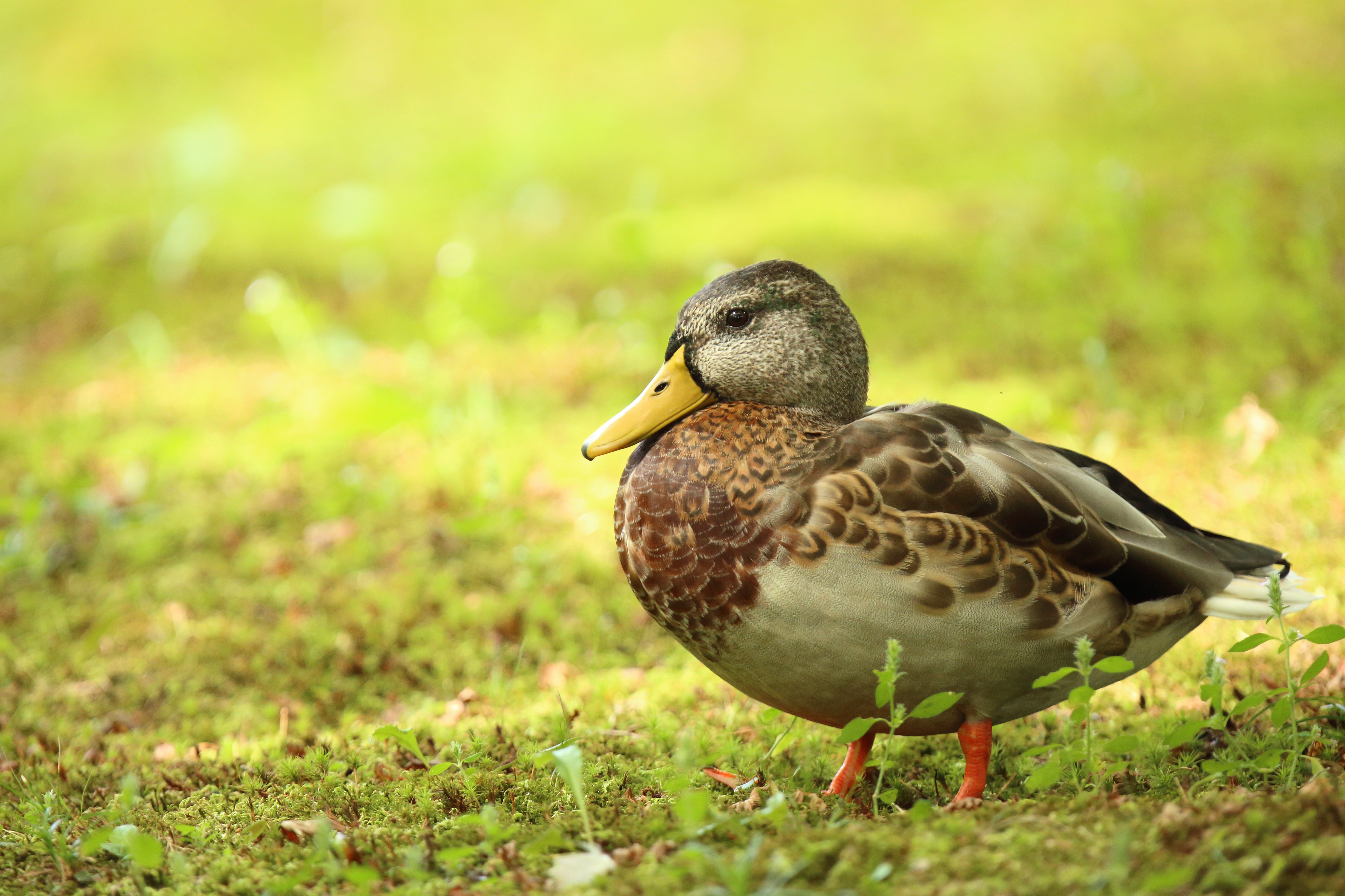 Download mobile wallpaper Birds, Bird, Animal, Duck for free.