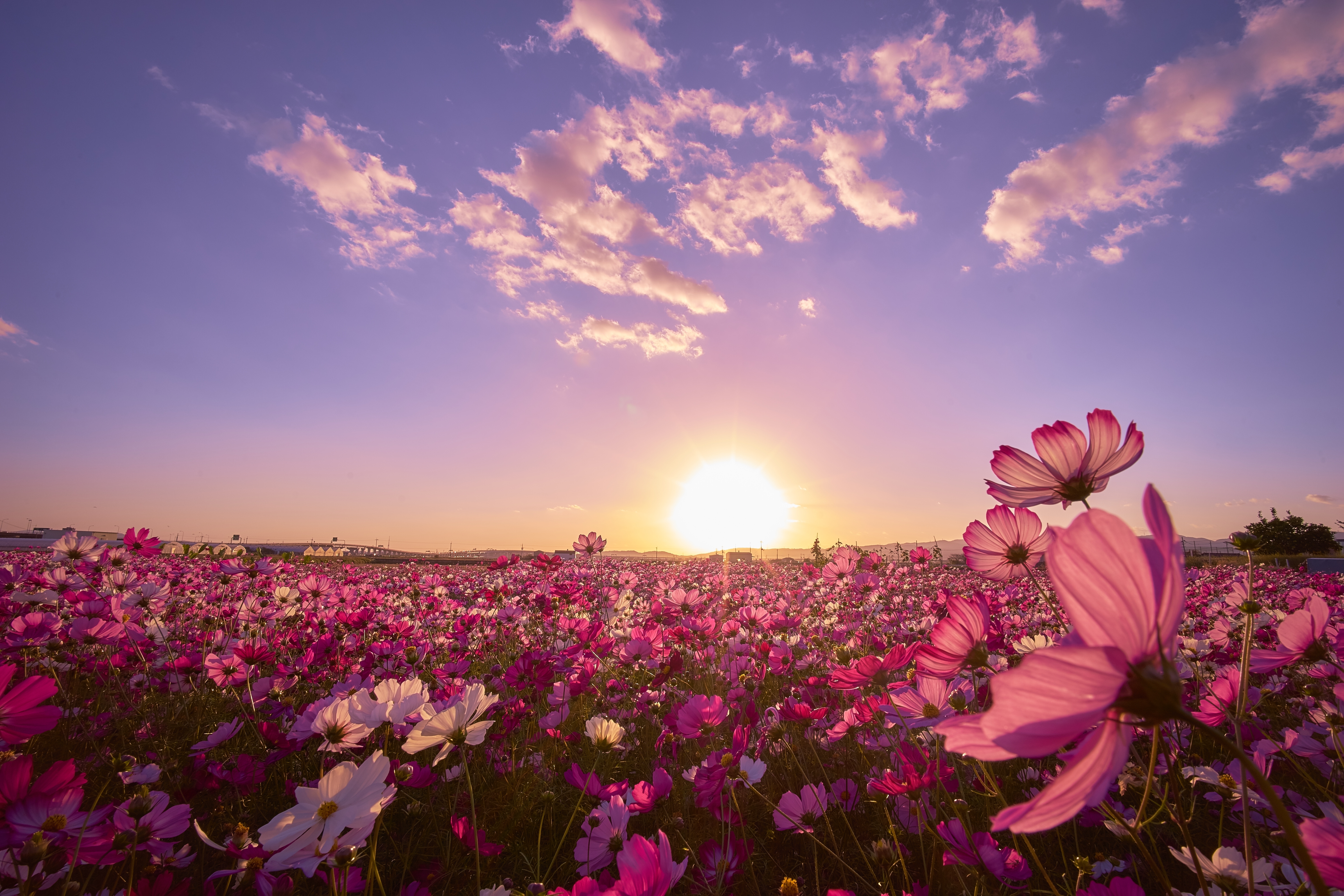 1524884 скачать обои фиолетовый цветок, флауэрсы, цветок, природа, космос, солнце, япония, поле, небо, земля/природа - заставки и картинки бесплатно