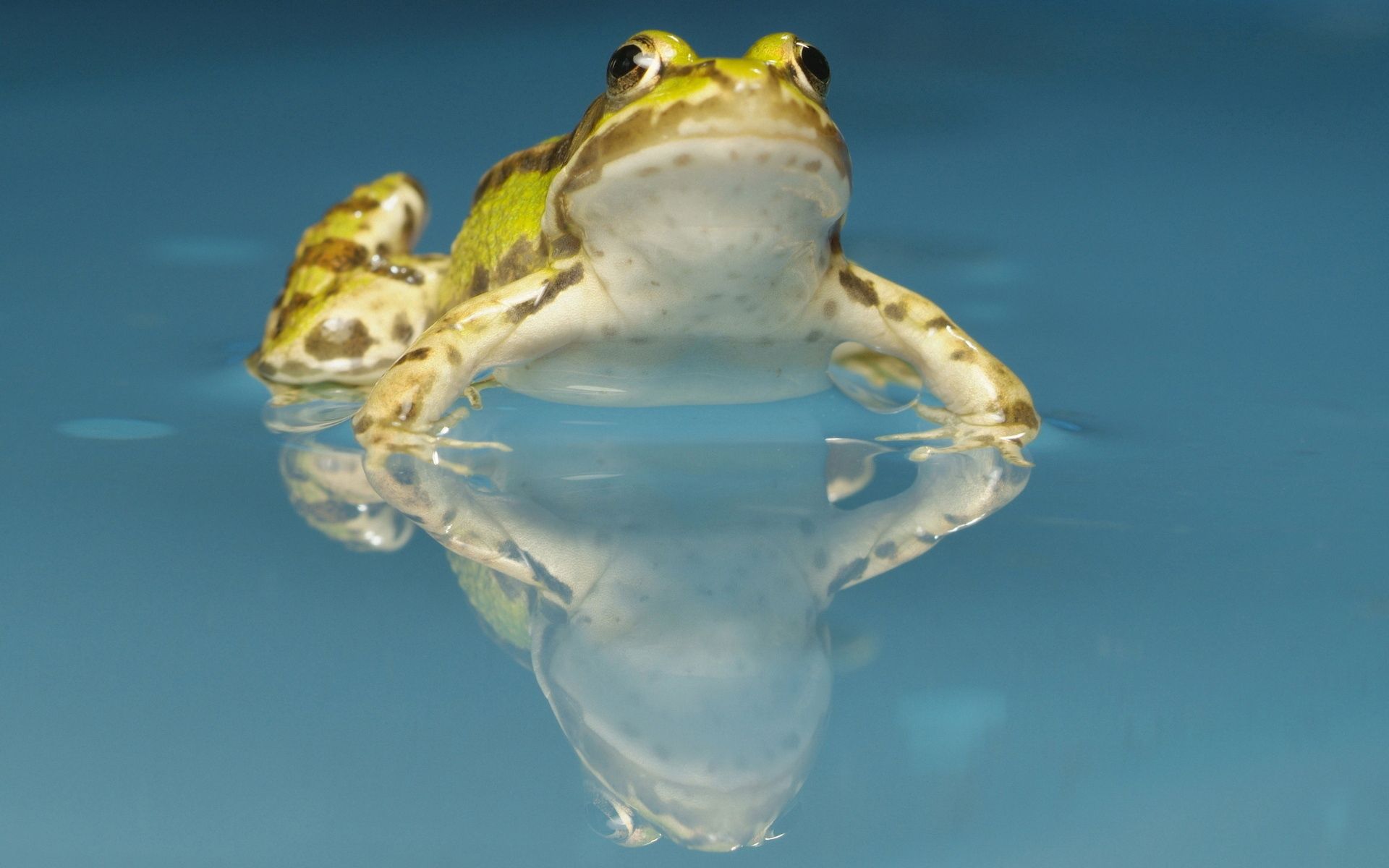 Download mobile wallpaper Animals, Spots, Toad, Water, Stains for free.