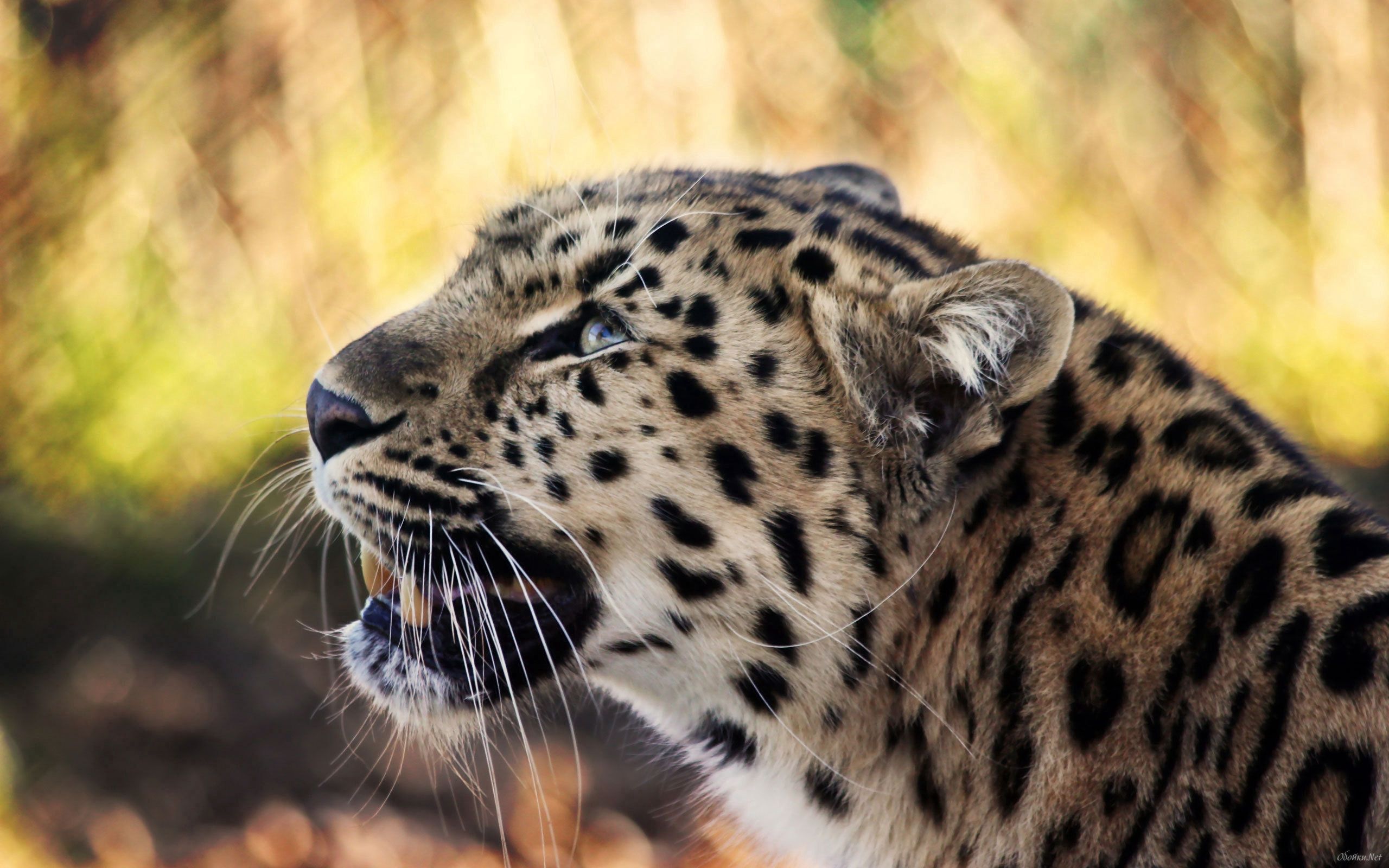 113821 Bild herunterladen tiere, leopard, schnauze, gefleckt, fleckig, schnurrbart - Hintergrundbilder und Bildschirmschoner kostenlos