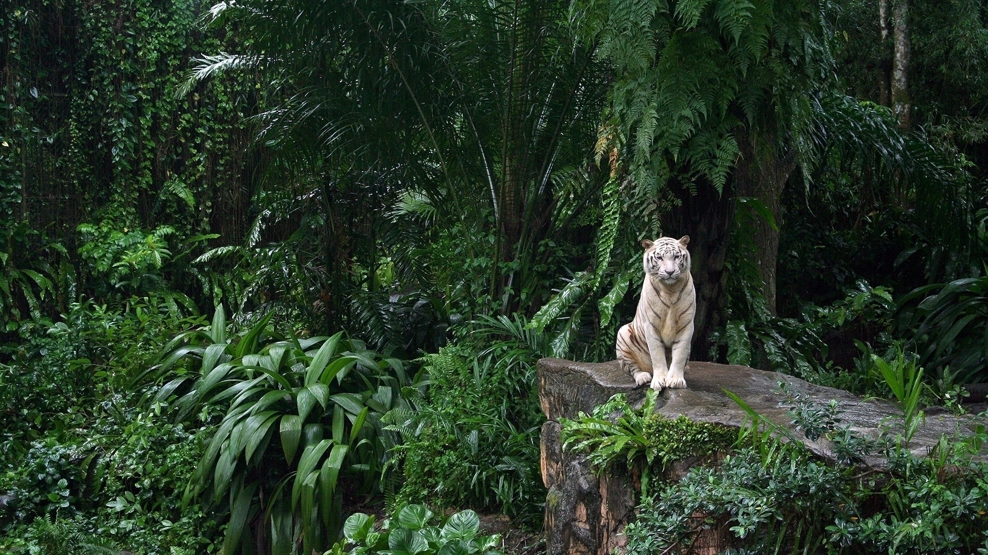 1498611 Hintergrundbild herunterladen tiere, weißer tiger, urwald, anlage, tiger - Bildschirmschoner und Bilder kostenlos