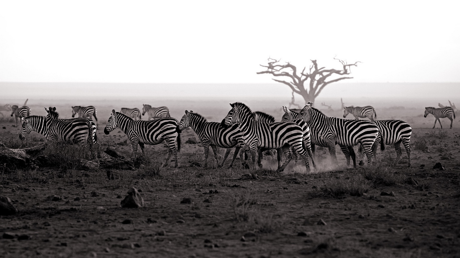 713511 Hintergrundbild herunterladen tiere, zebra, savanne - Bildschirmschoner und Bilder kostenlos