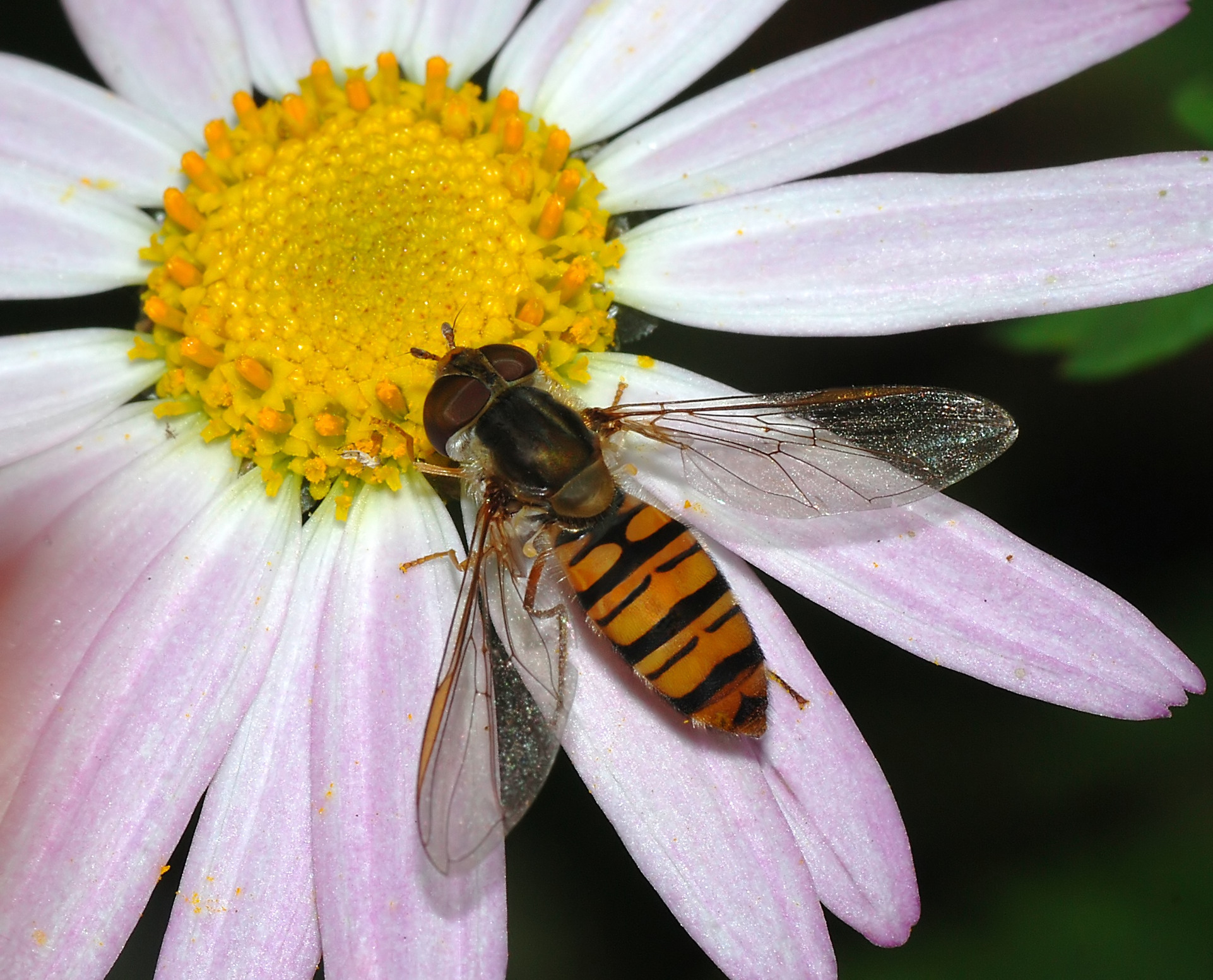 Free download wallpaper Flower, Animal, Hoverfly on your PC desktop