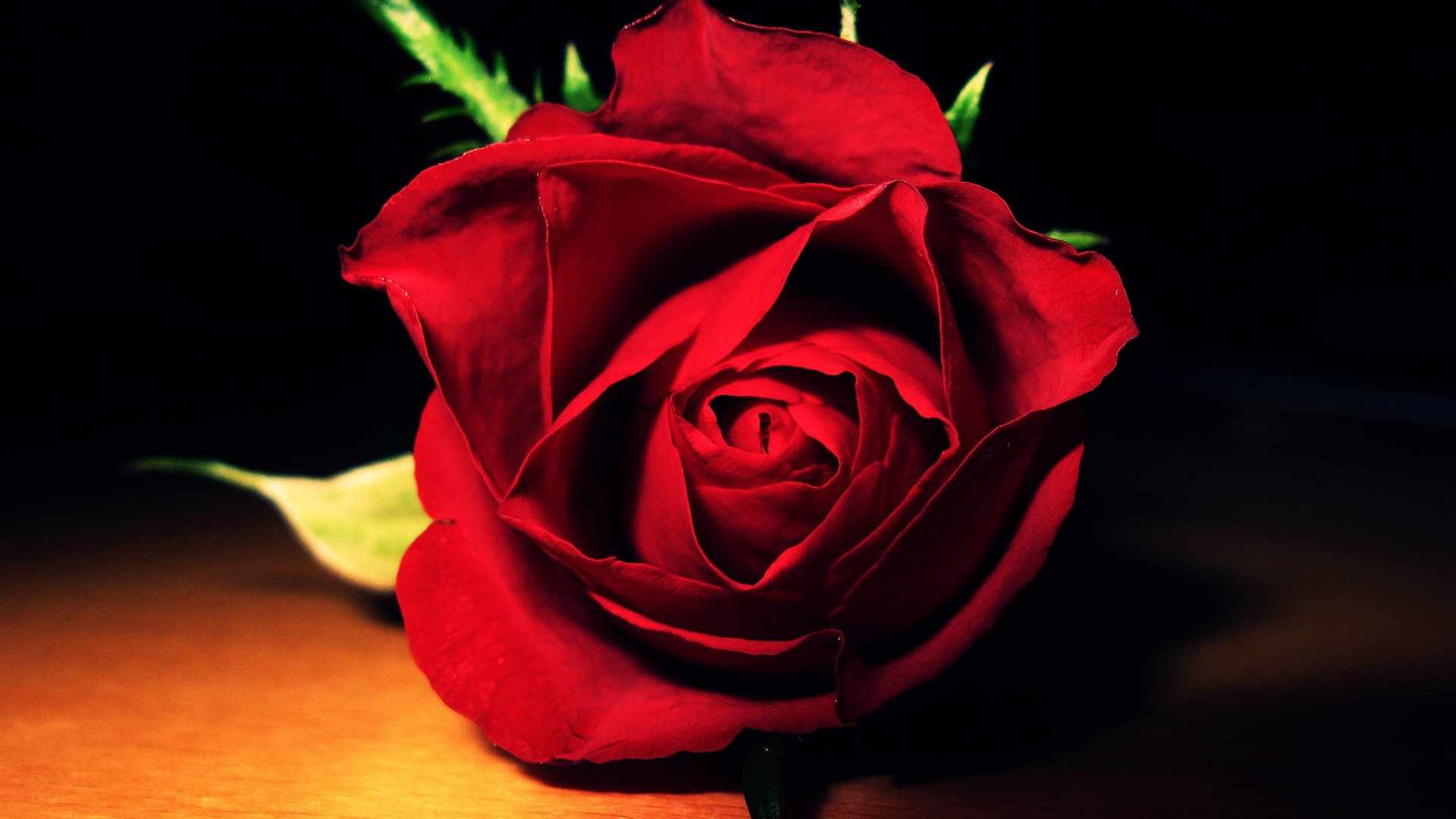 Скачать картинку Цветок, Роза, Красный, Красная Роза, Земля/природа, Флауэрсы в телефон бесплатно.