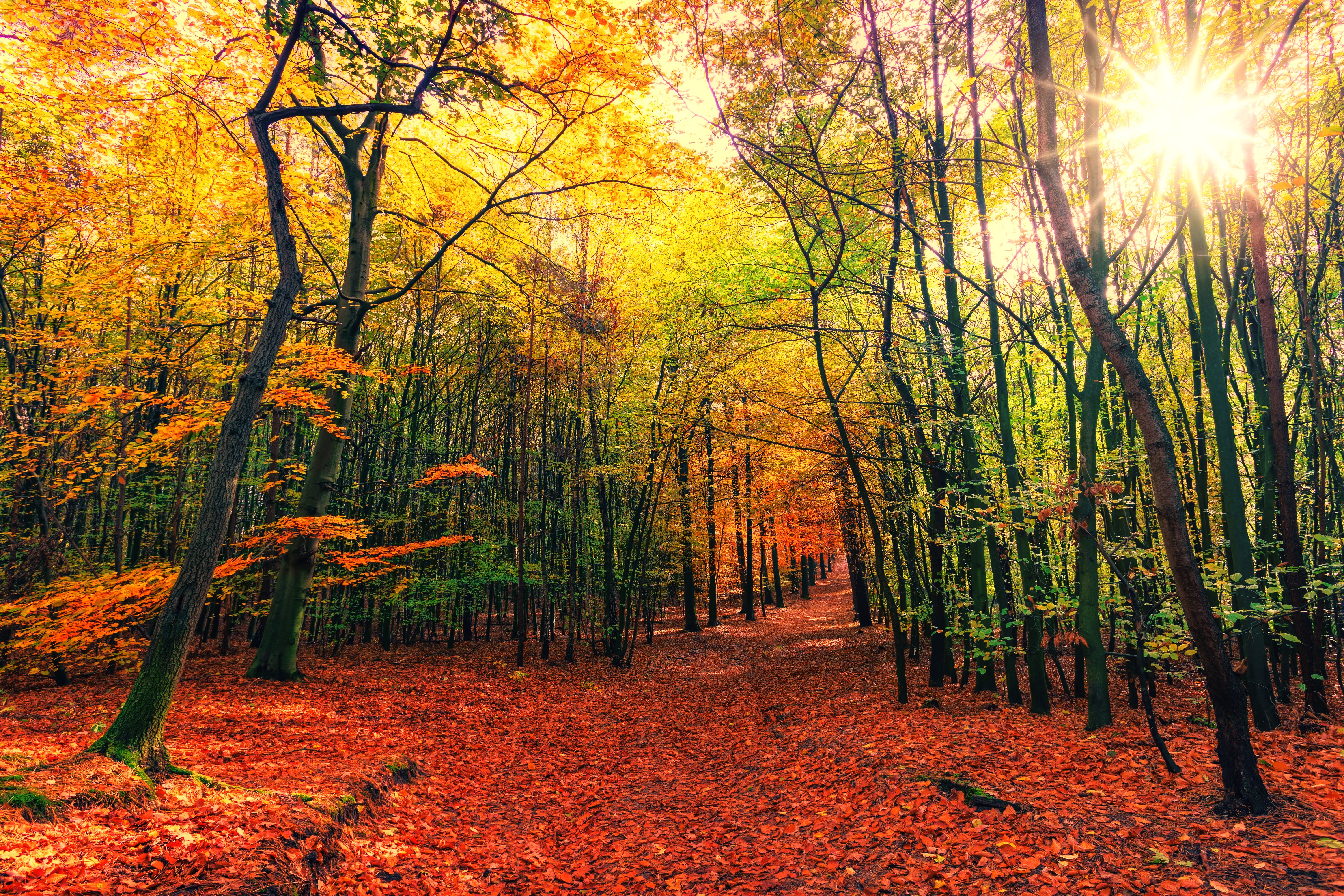 128741 завантажити картинку природа, дерева, осінь, листя, ліс, стежка, шлях, полеглий, опале - шпалери і заставки безкоштовно