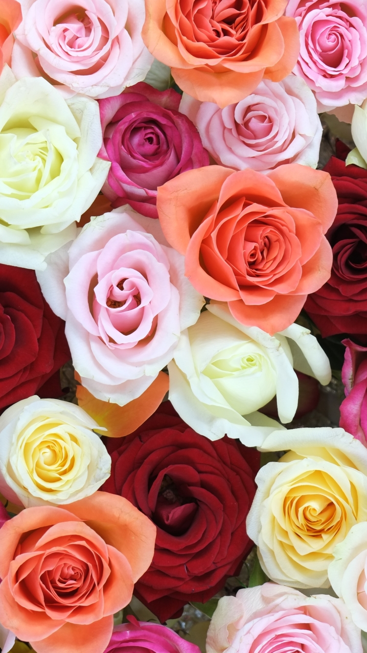 Handy-Wallpaper Blumen, Blume, Rose, Weiße Blume, Rote Blume, Erde/natur, Pinke Blume kostenlos herunterladen.