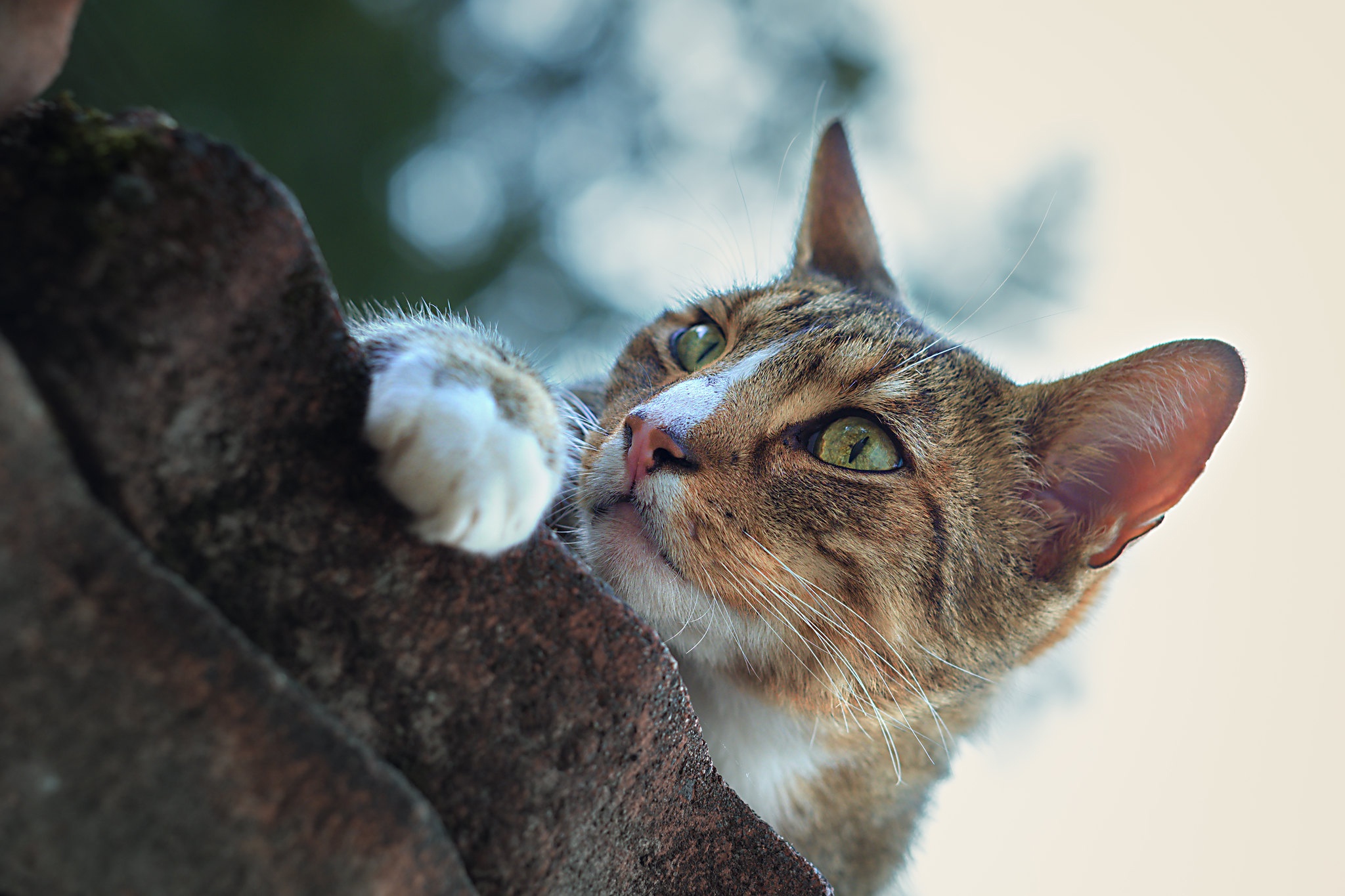 Baixe gratuitamente a imagem Gato, Gatos, Animais na área de trabalho do seu PC