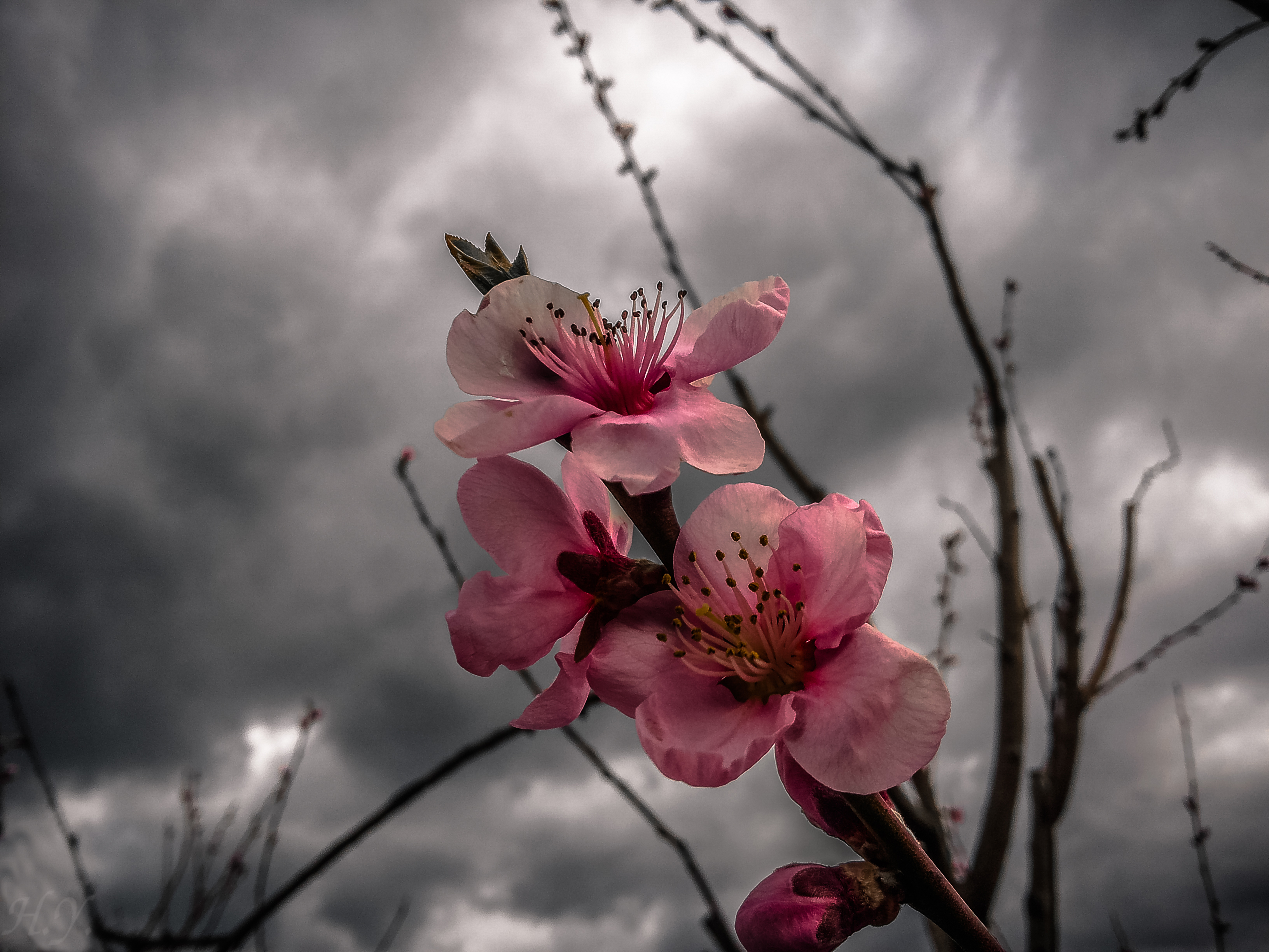 355595 скачать обои персиковый цветок, весна, цвести, земля/природа, флауэрсы - заставки и картинки бесплатно