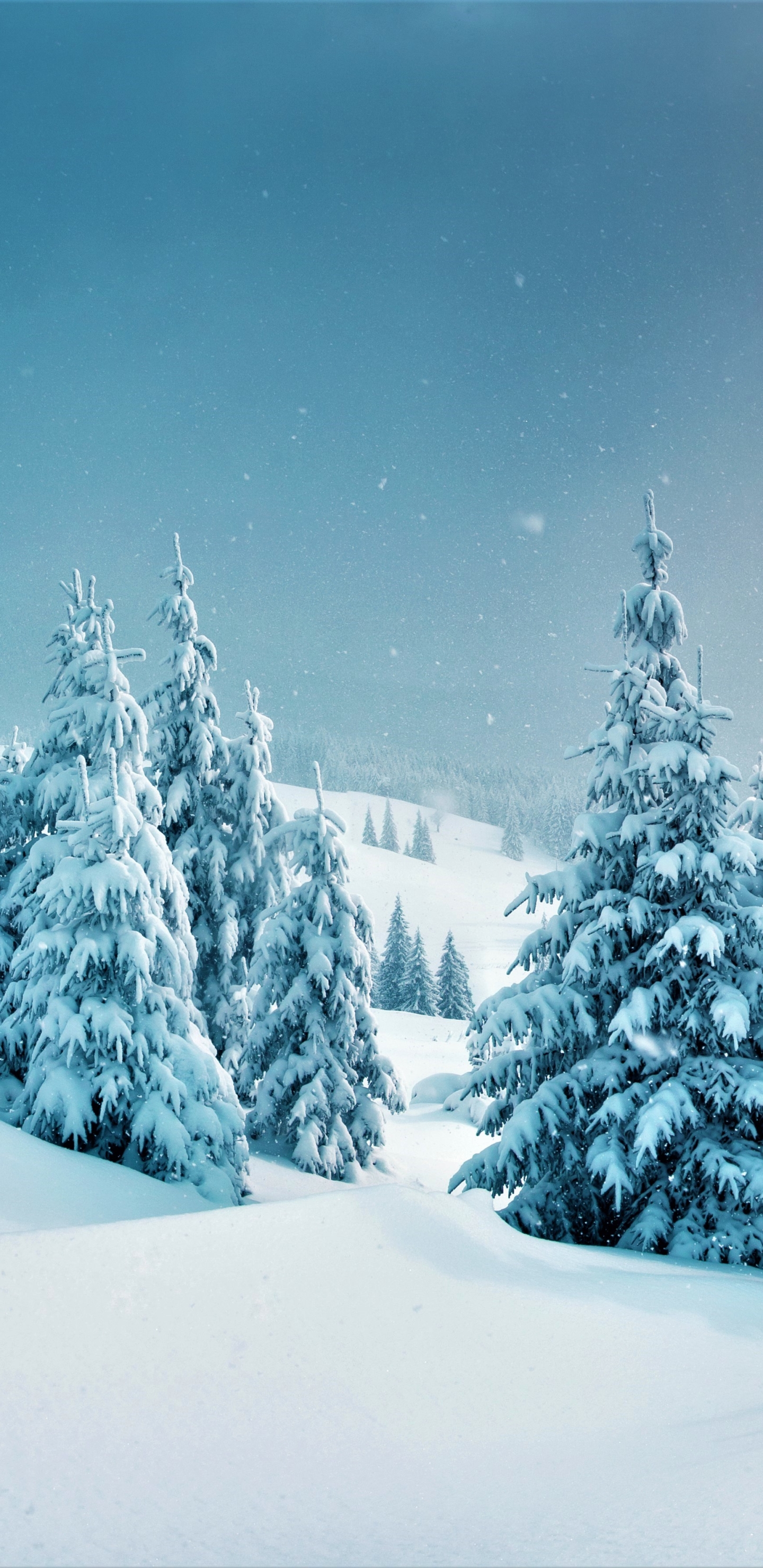 Download mobile wallpaper Winter, Snow, Tree, Earth for free.