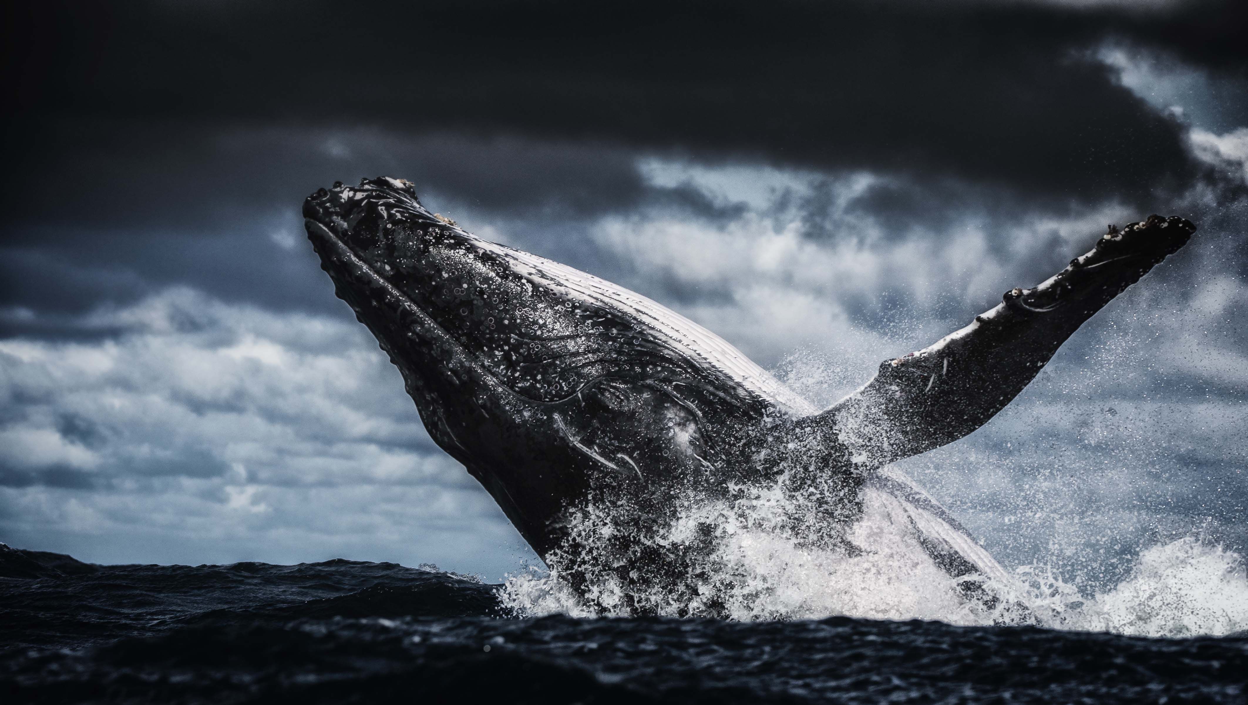 715206壁紙のダウンロード動物, ザトウクジラ, 違反, 鯨-スクリーンセーバーと写真を無料で
