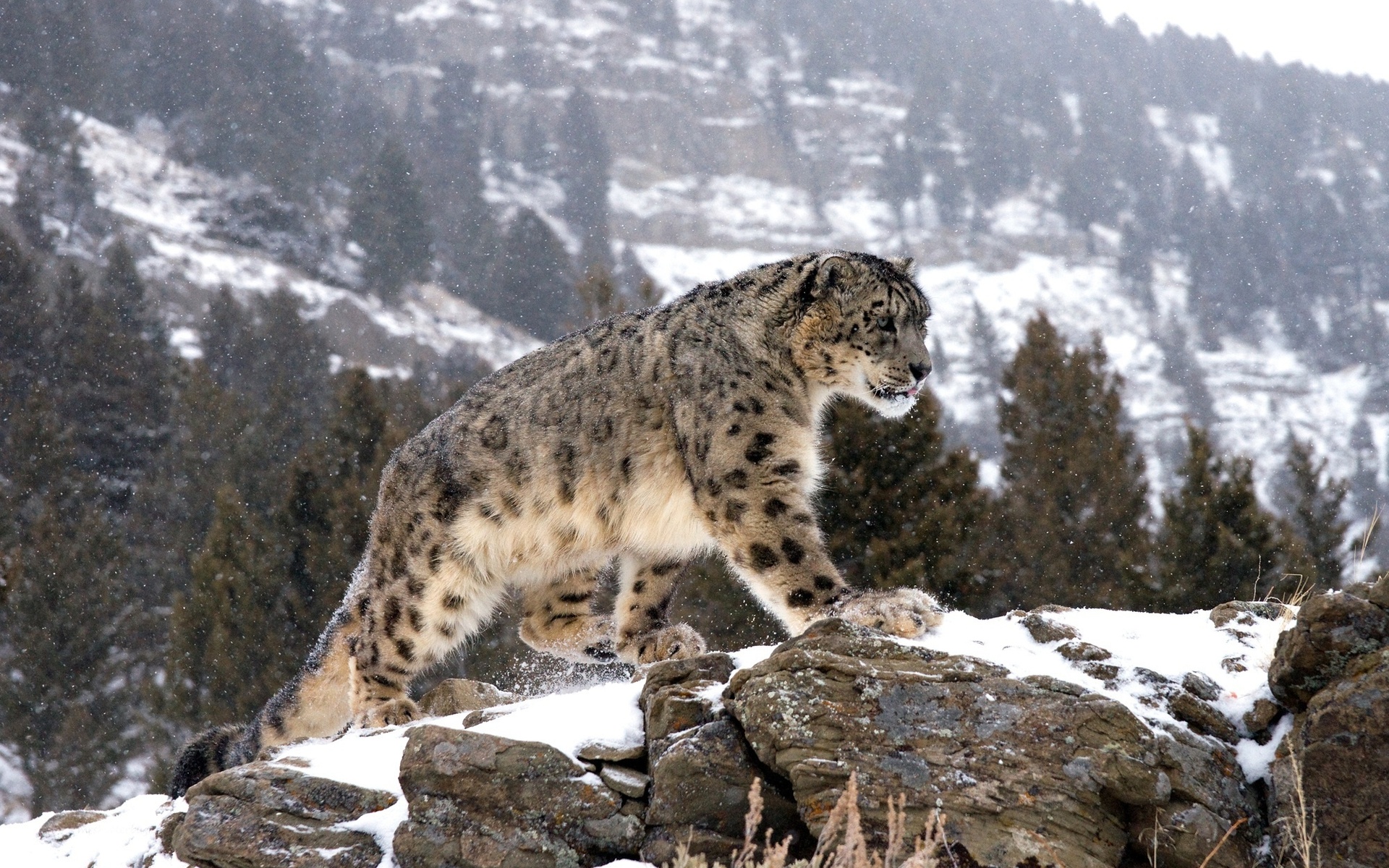 310931 descargar fondo de pantalla animales, leopardo de las nieves, gatos: protectores de pantalla e imágenes gratis