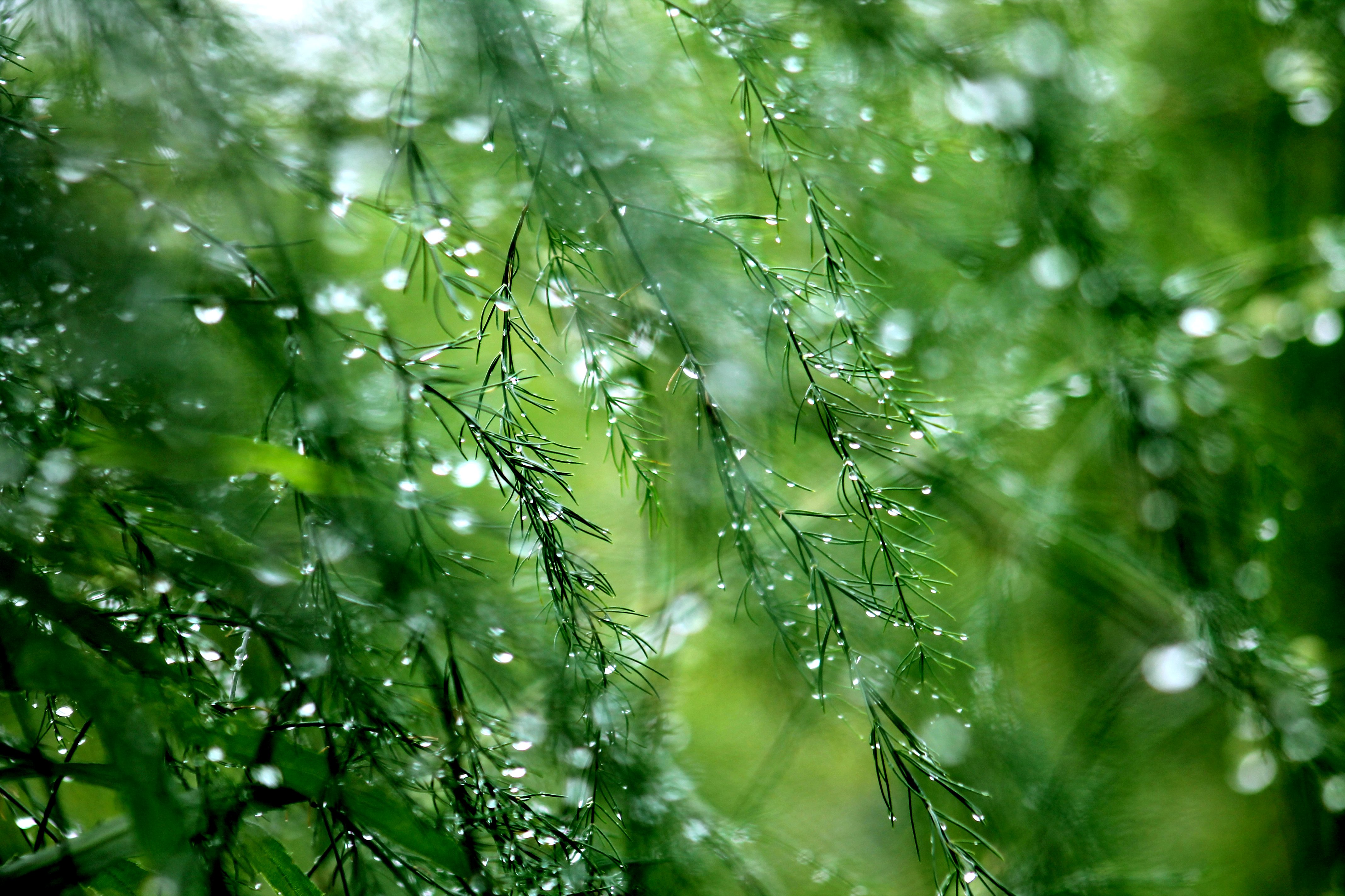 598032 Hintergrundbild herunterladen grün, erde/natur, wassertropfen, tau, regen - Bildschirmschoner und Bilder kostenlos