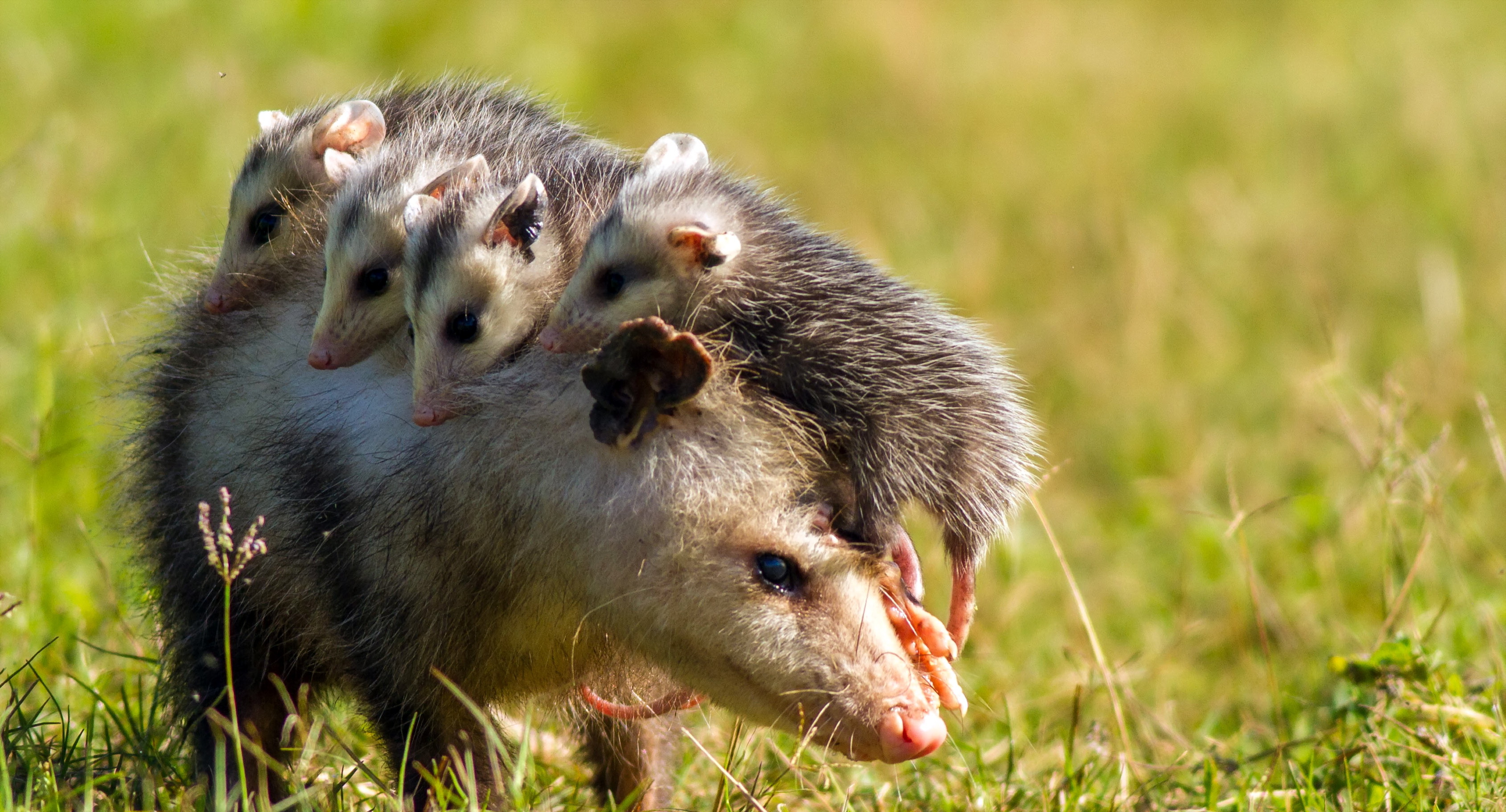 885607 télécharger l'image opossum, animaux, bébé animal - fonds d'écran et économiseurs d'écran gratuits