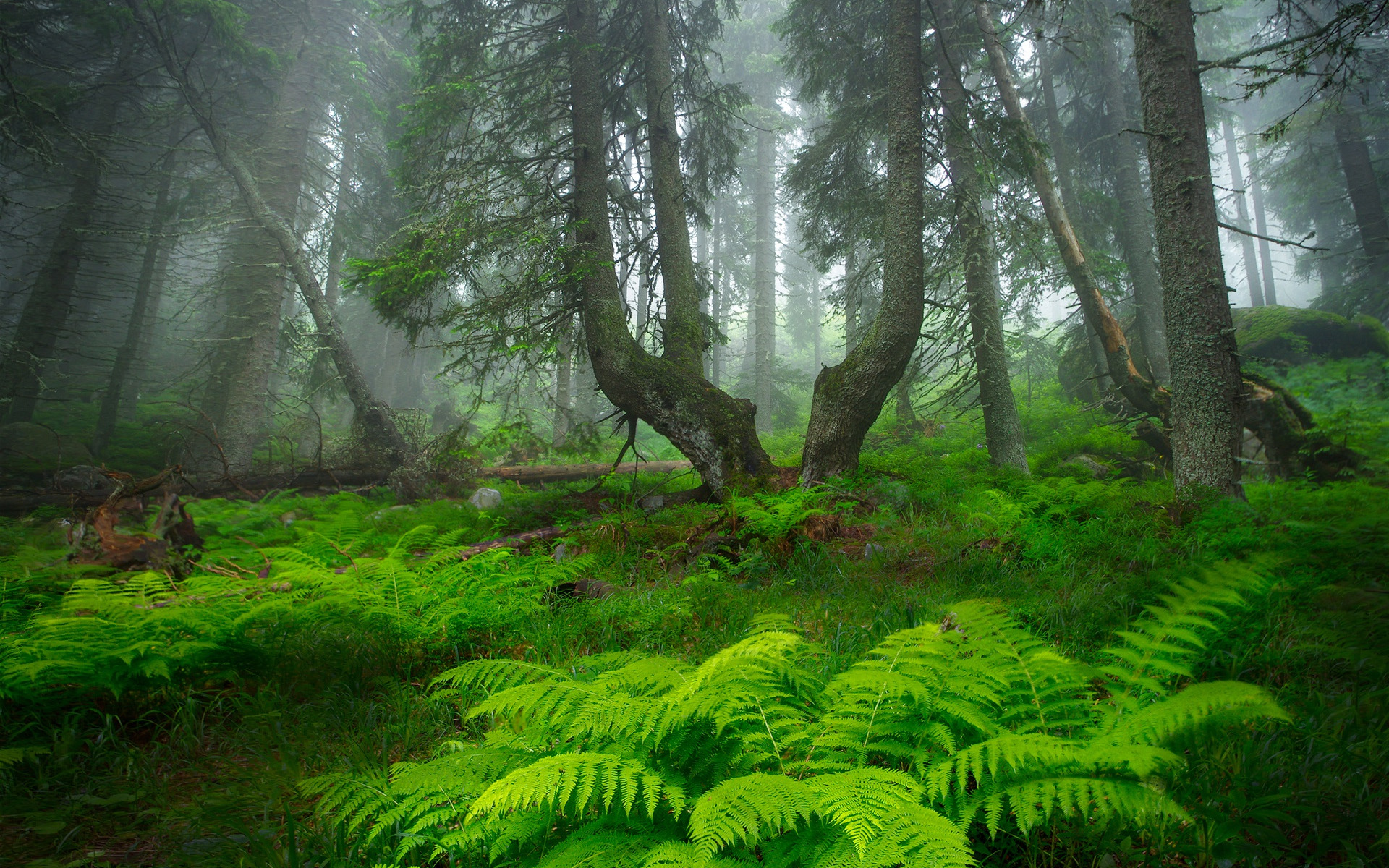 Download mobile wallpaper Nature, Fern, Forest, Fog, Earth for free.