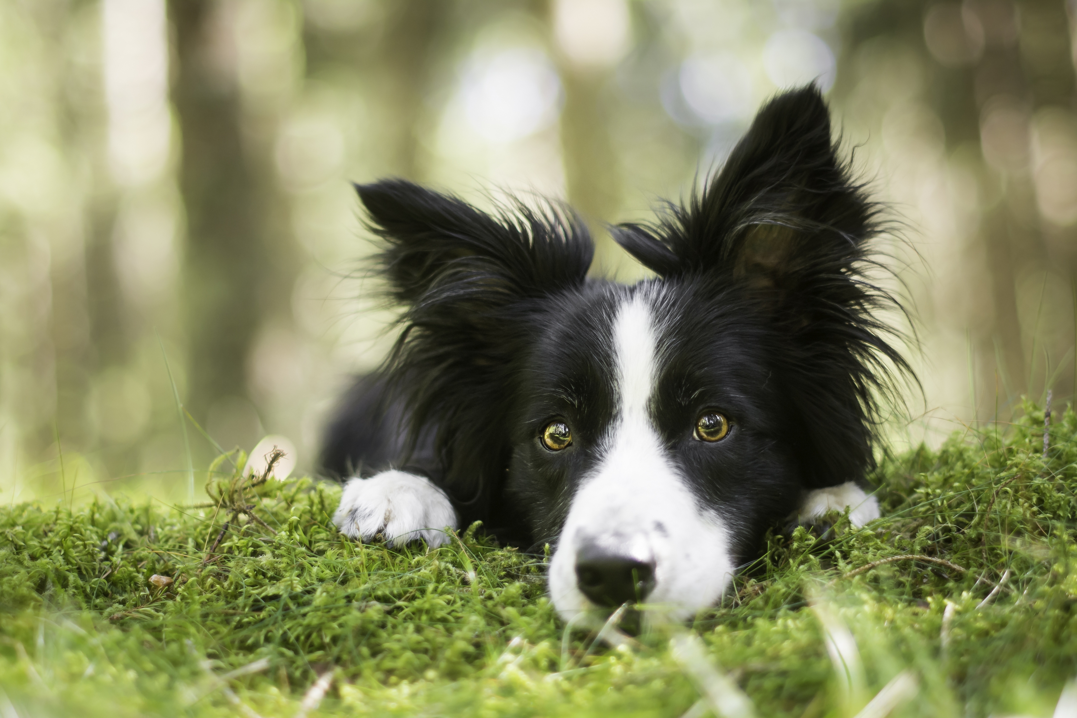 Download mobile wallpaper Dogs, Dog, Muzzle, Animal, Moss, Border Collie for free.