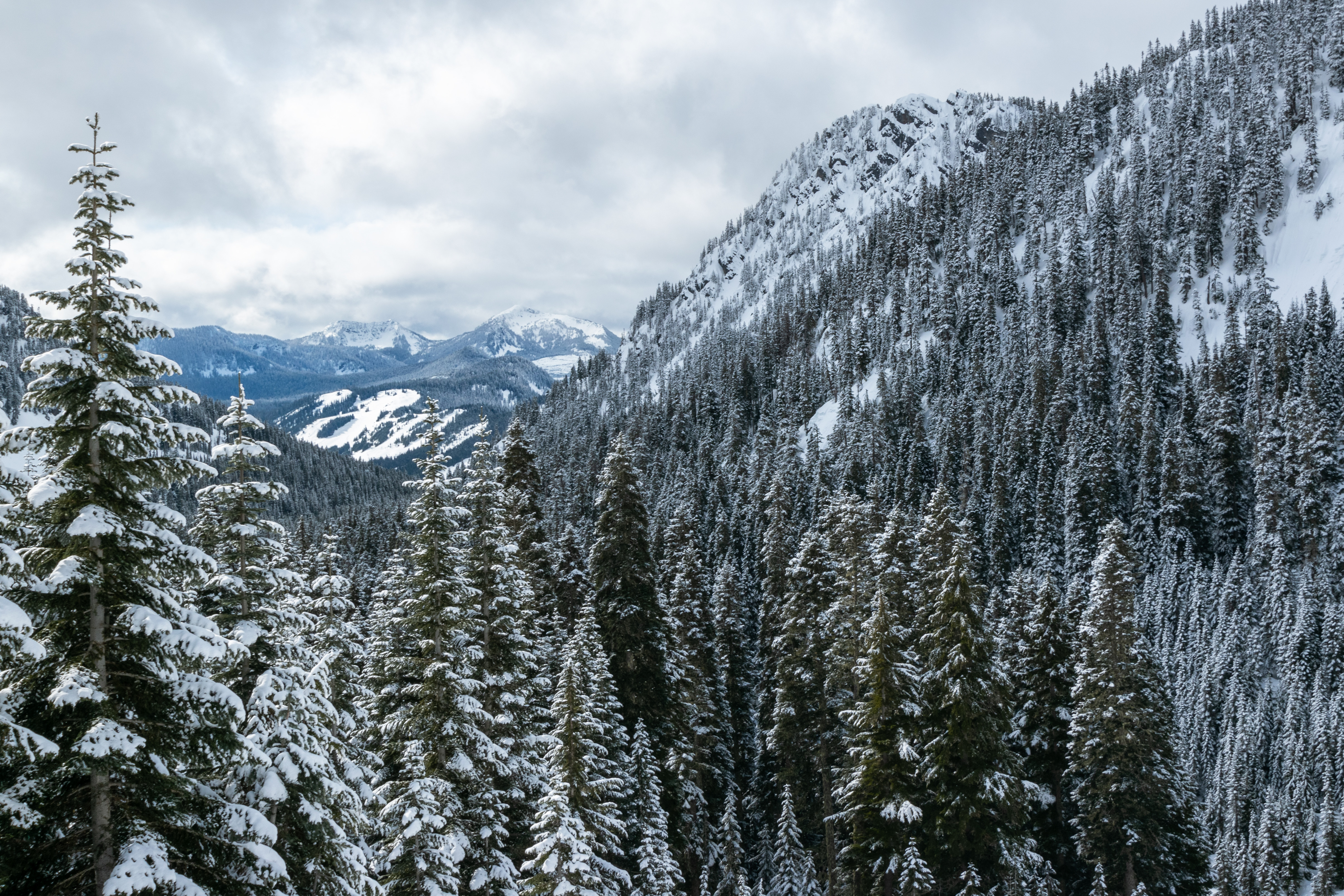 Скачать картинку Снежный, Снег, Деревья, Природа, Горы, Лес в телефон бесплатно.