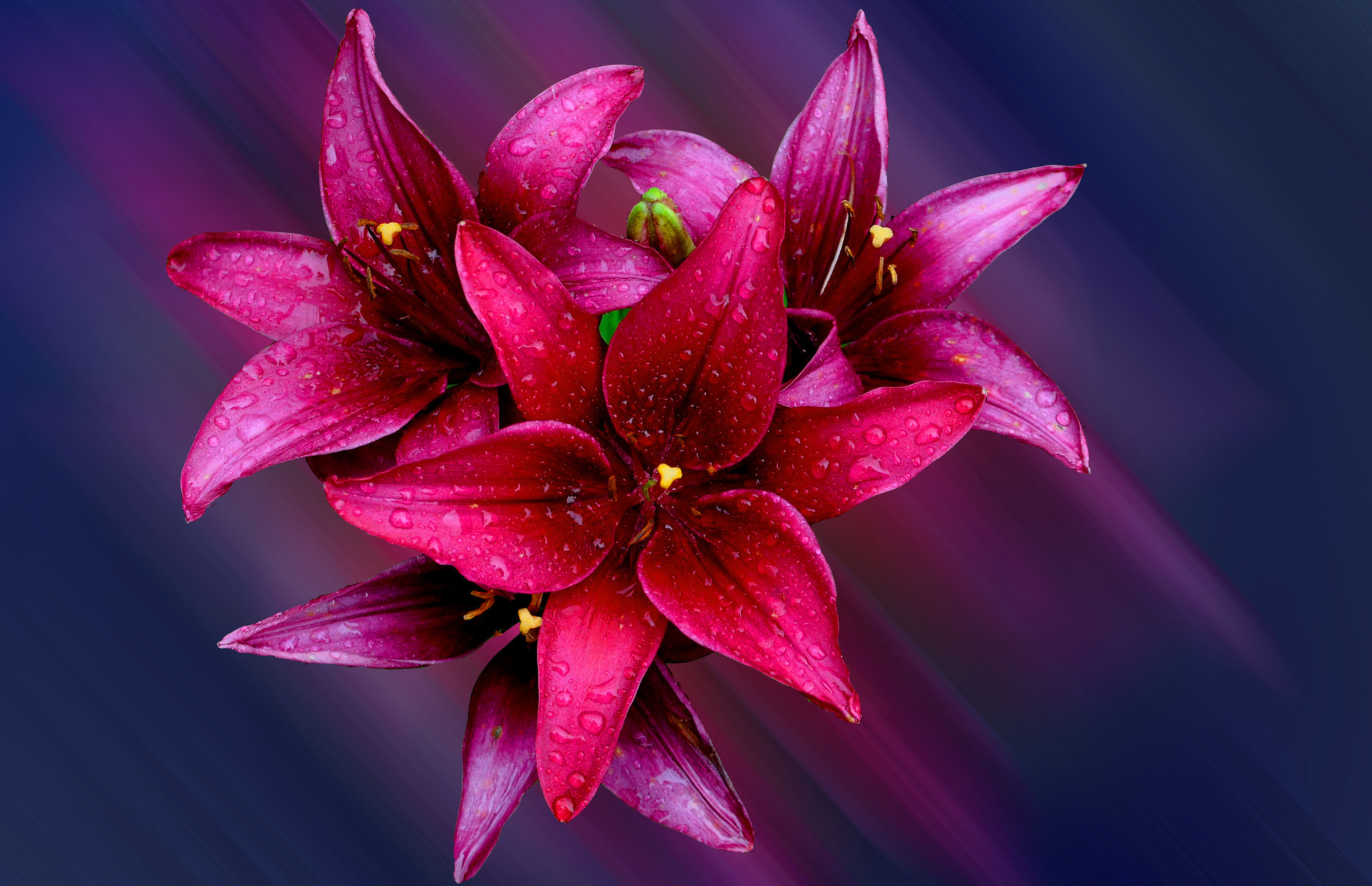 Laden Sie das Blumen, Blume, Nahansicht, Lilie, Wassertropfen, Erde/natur, Pinke Blume-Bild kostenlos auf Ihren PC-Desktop herunter