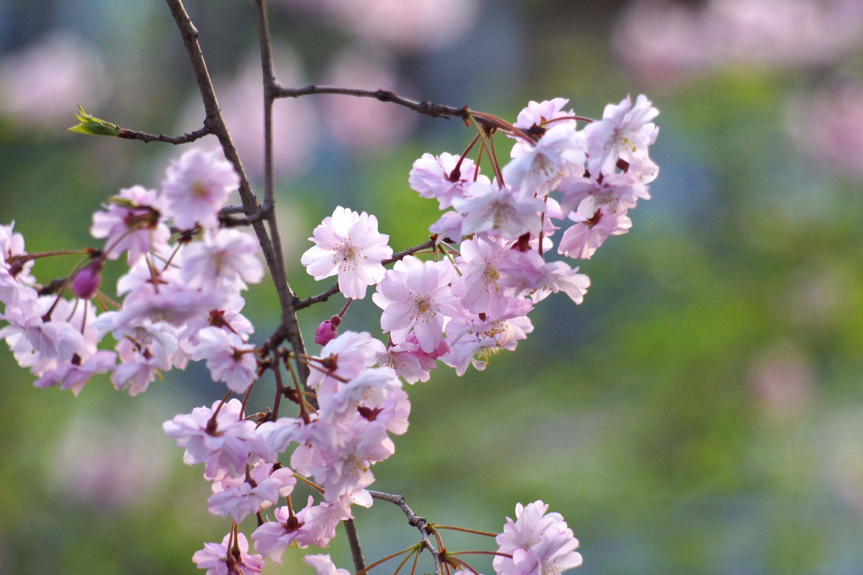 Descarga gratis la imagen Flores, Florecer, Primavera, Bokeh, Tierra/naturaleza, Flor De Prunus en el escritorio de tu PC