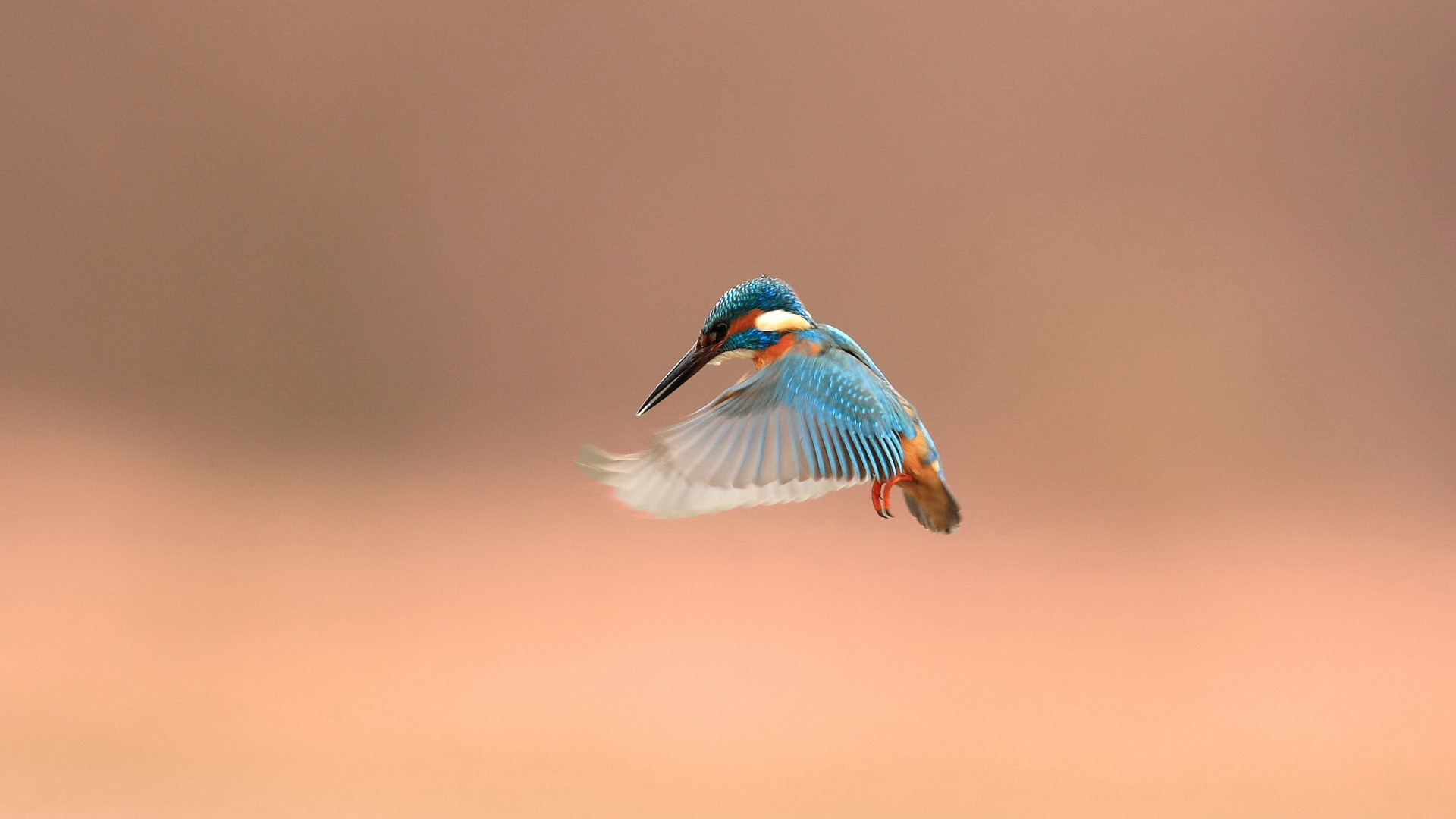 Free download wallpaper Birds, Animal, Kingfisher on your PC desktop