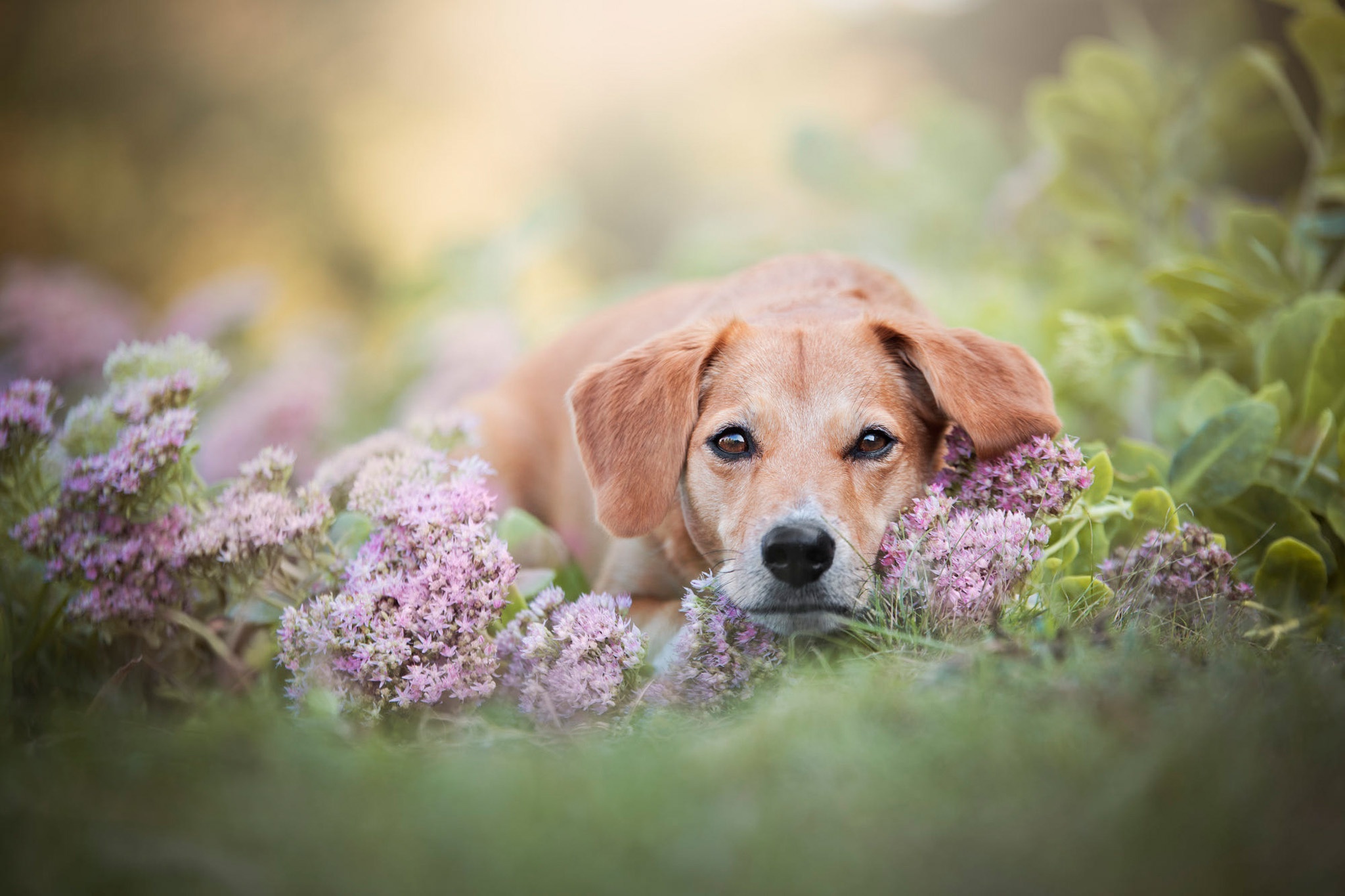 Descarga gratis la imagen Animales, Perros, Flor, Perro en el escritorio de tu PC