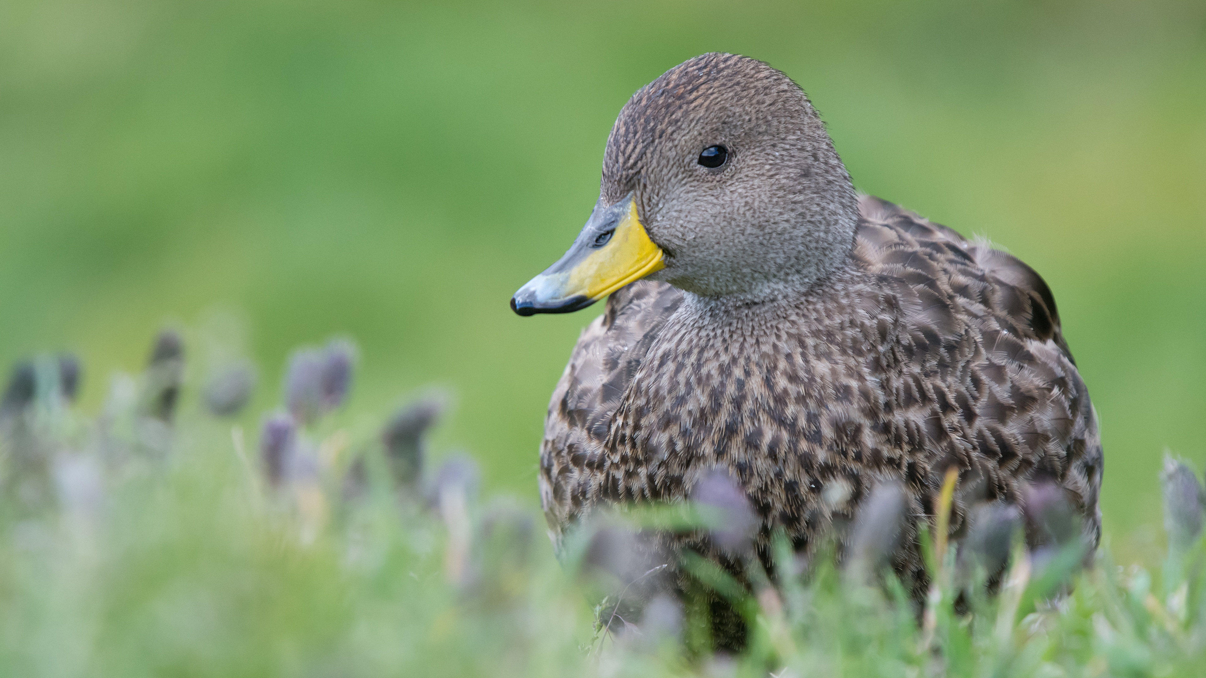 Descarga gratis la imagen Animales, Pato, Aves, Ave en el escritorio de tu PC