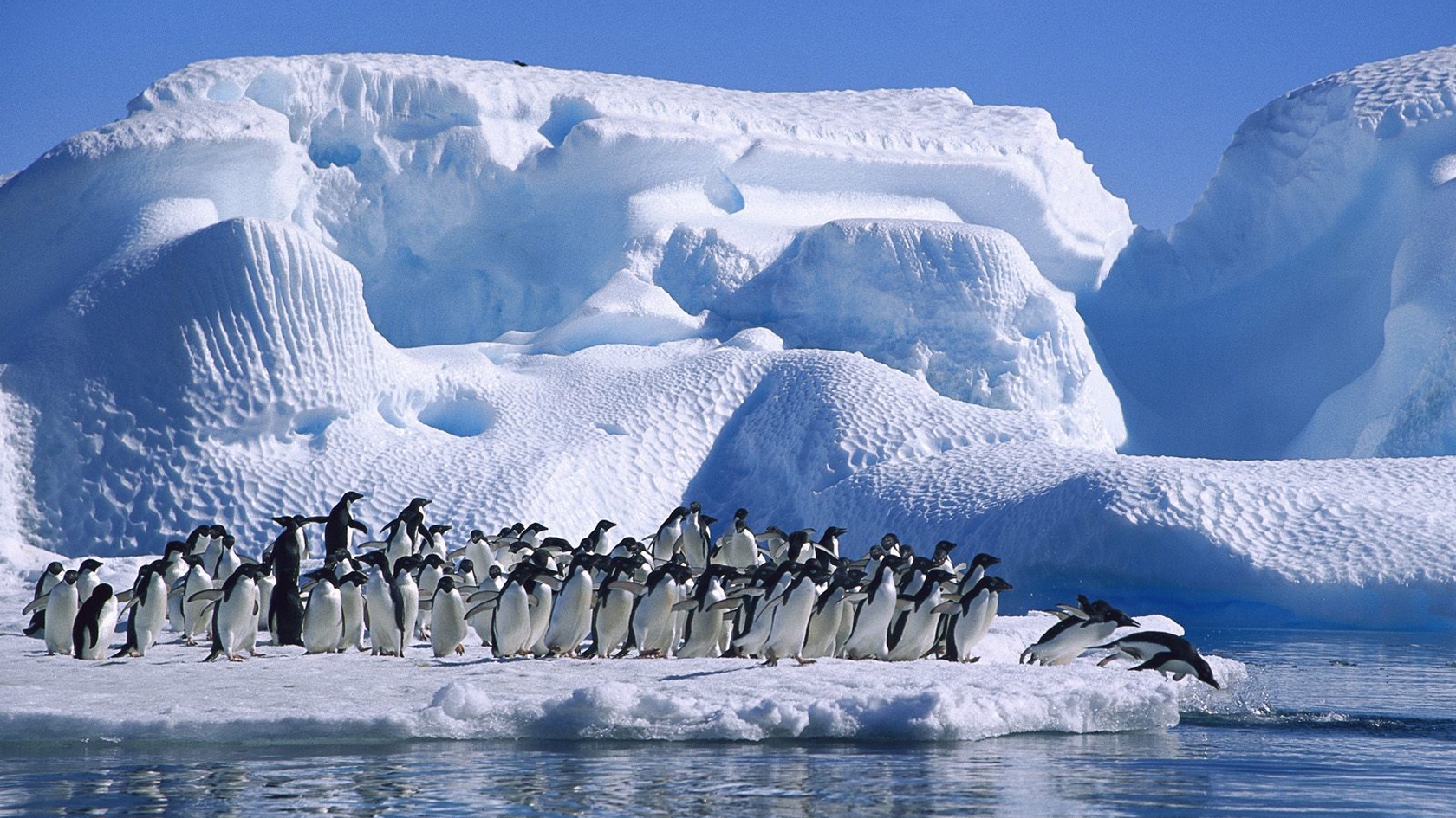 Baixar papel de parede para celular de Animais, Pinguim gratuito.