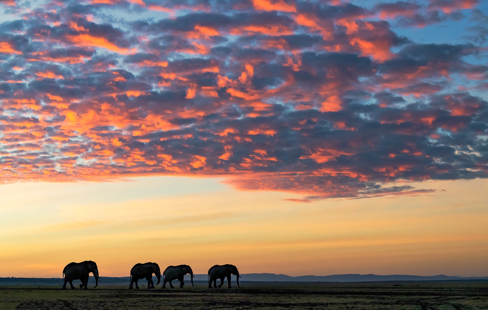 Download mobile wallpaper Elephants, Animal, Cloud, Savannah, African Bush Elephant for free.