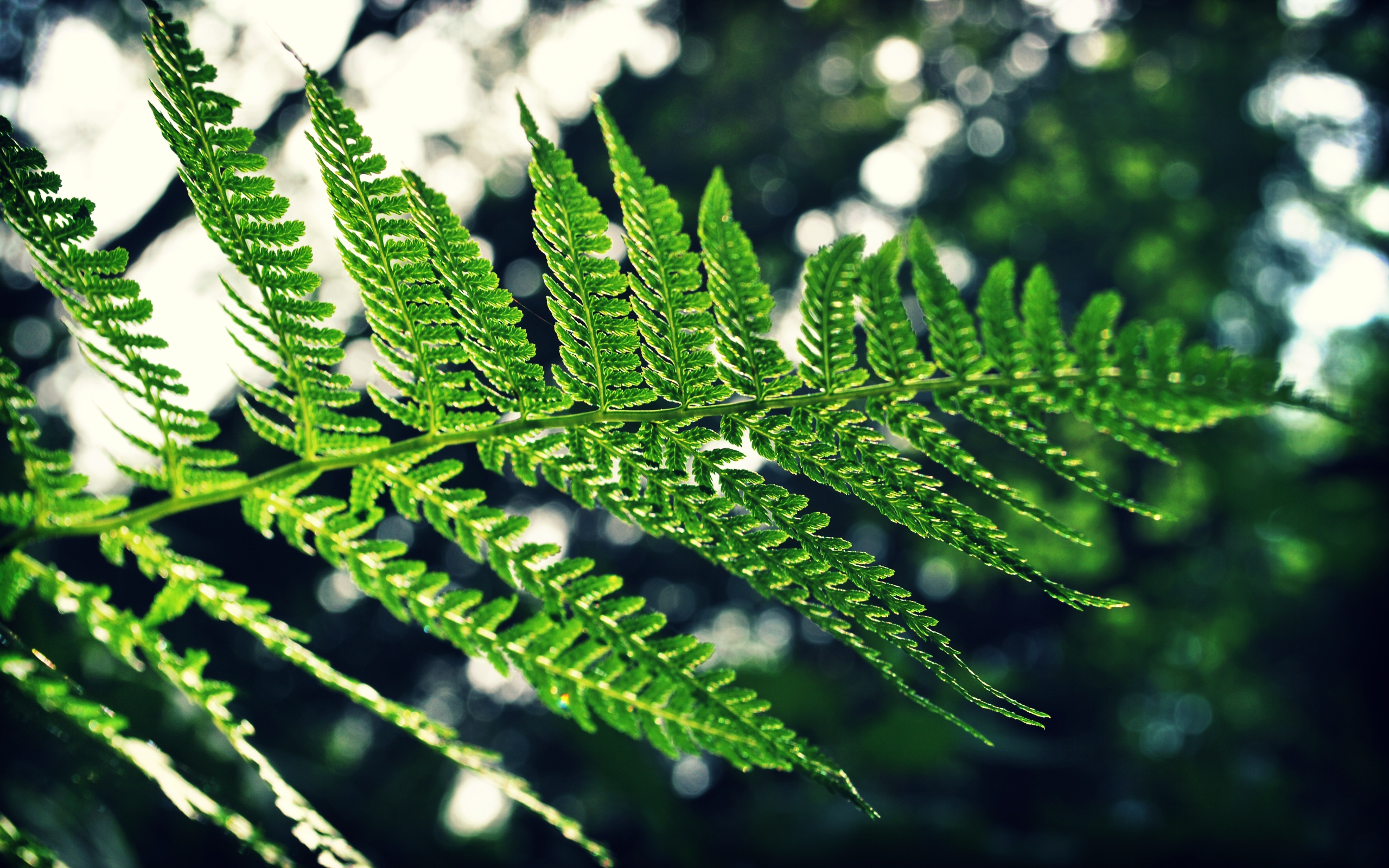 Download mobile wallpaper Fern, Earth for free.