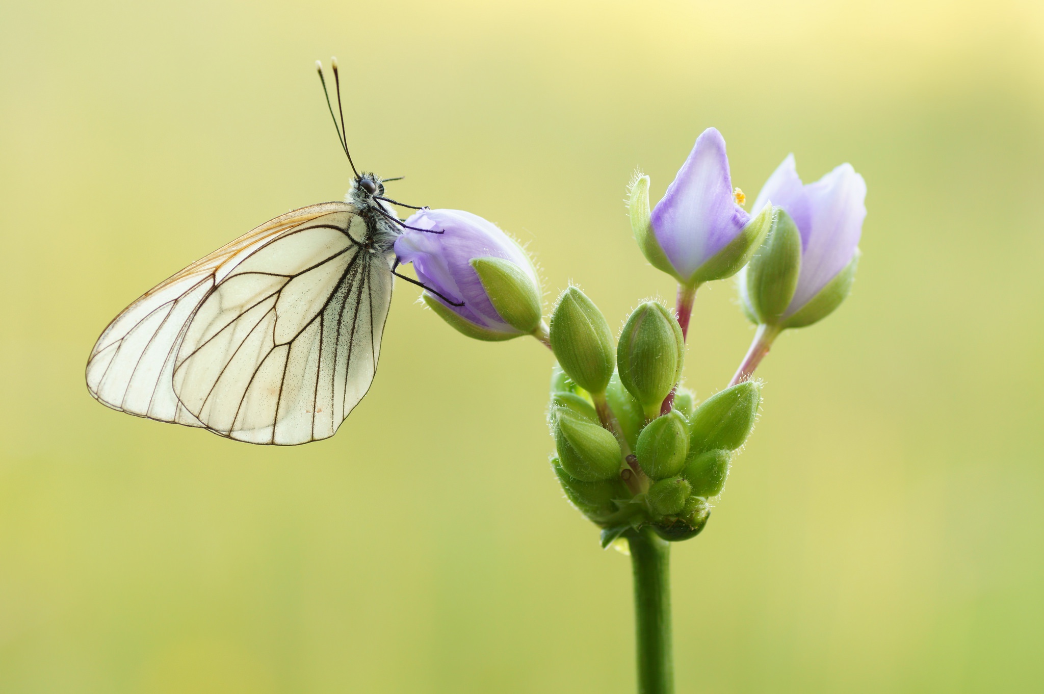 Free download wallpaper Flower, Macro, Insect, Butterfly, Animal on your PC desktop