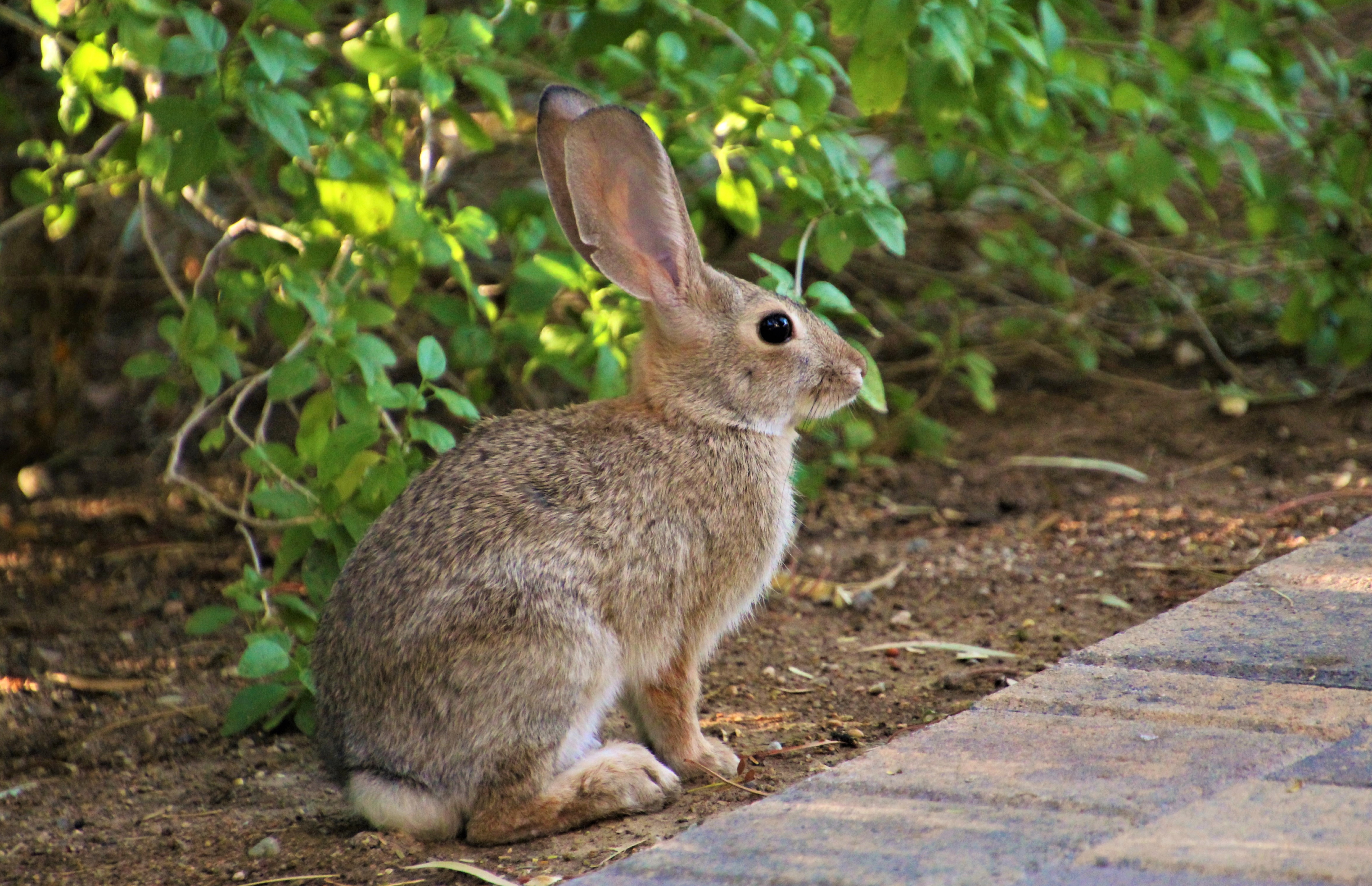 rabbit, animals, fluffy, sight, opinion, animal, profile 1080p