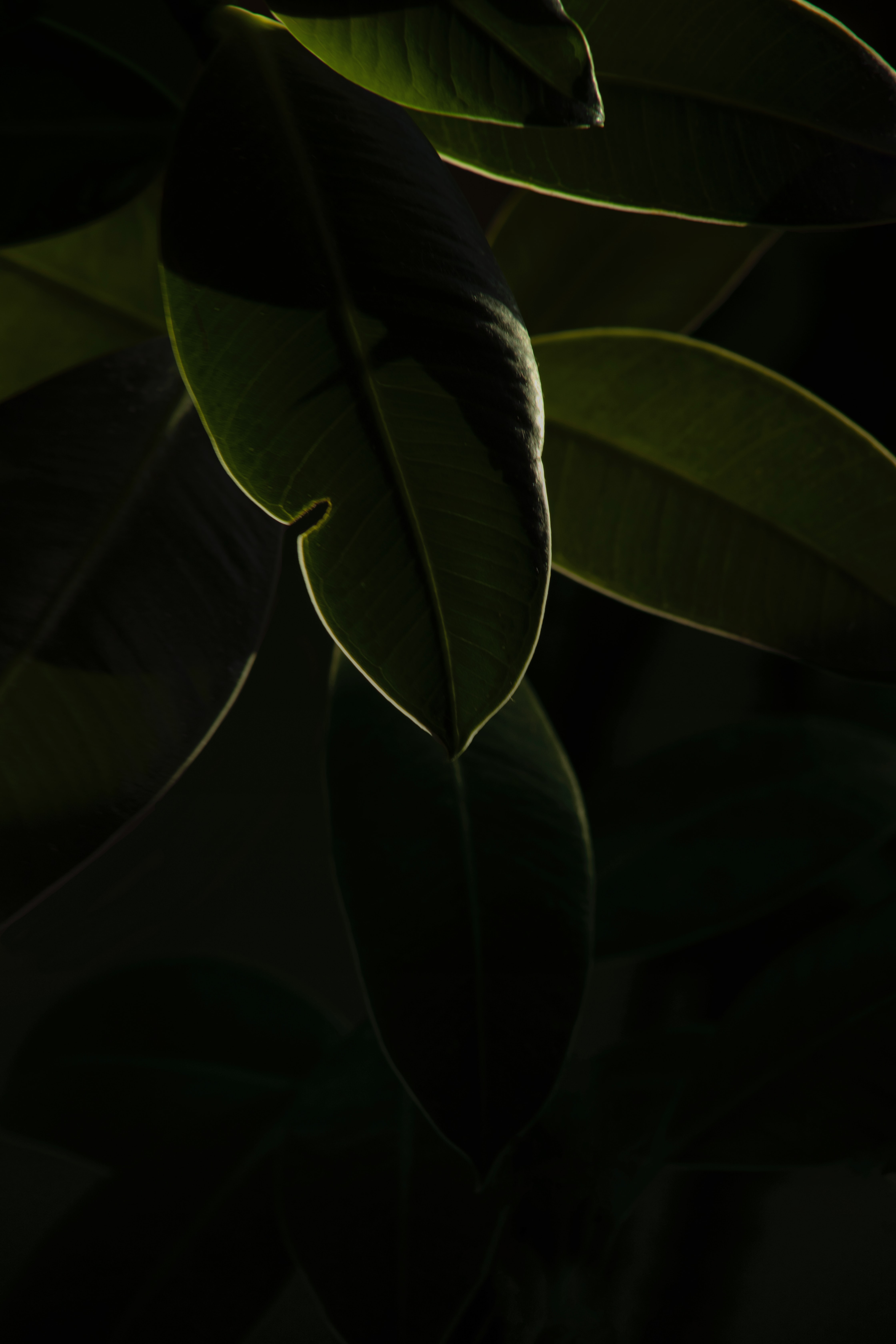desktop Images leaves, green, plant, macro, dark